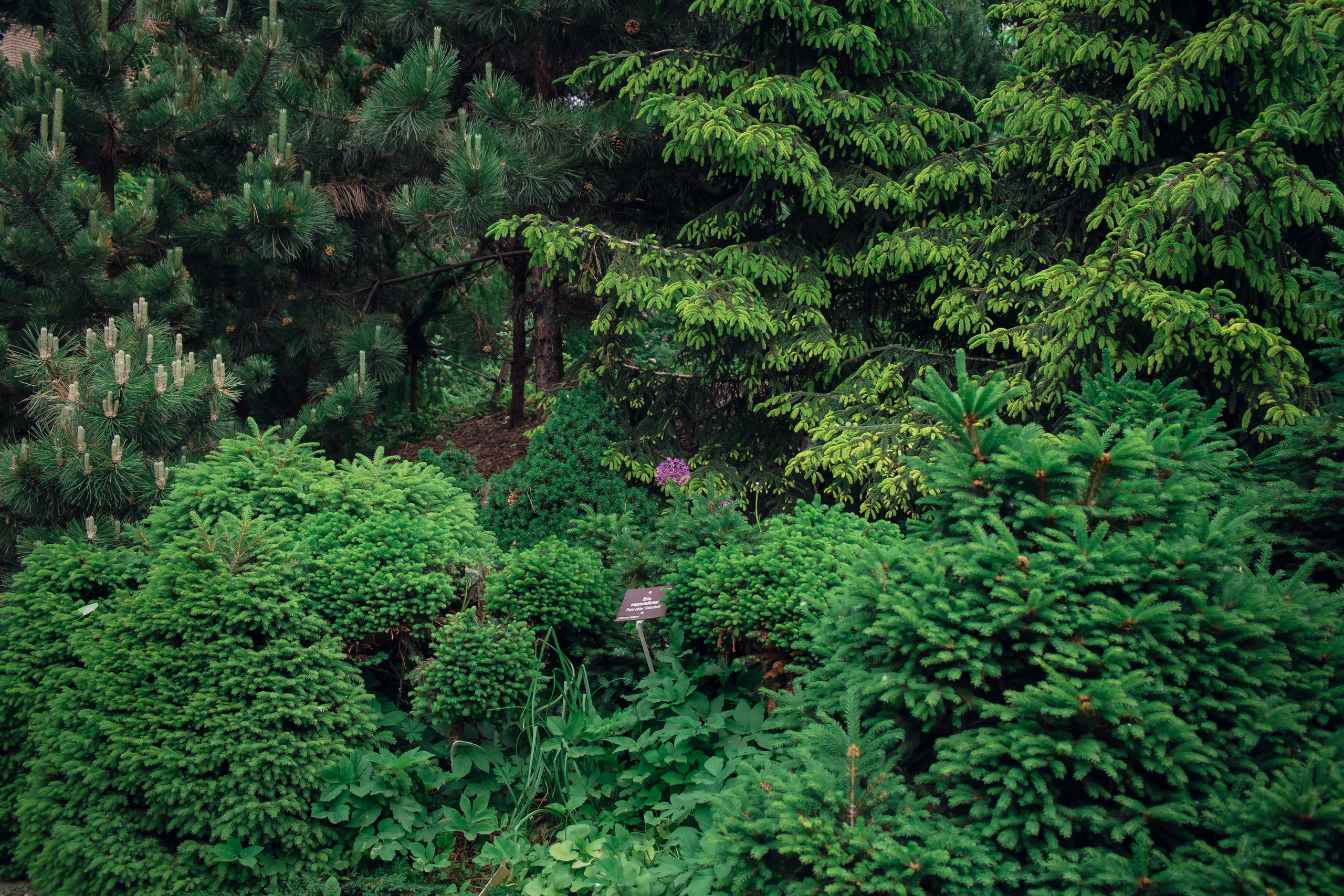 Аптекарский огород. Видеограф и фотограф на свадьбу в Москве