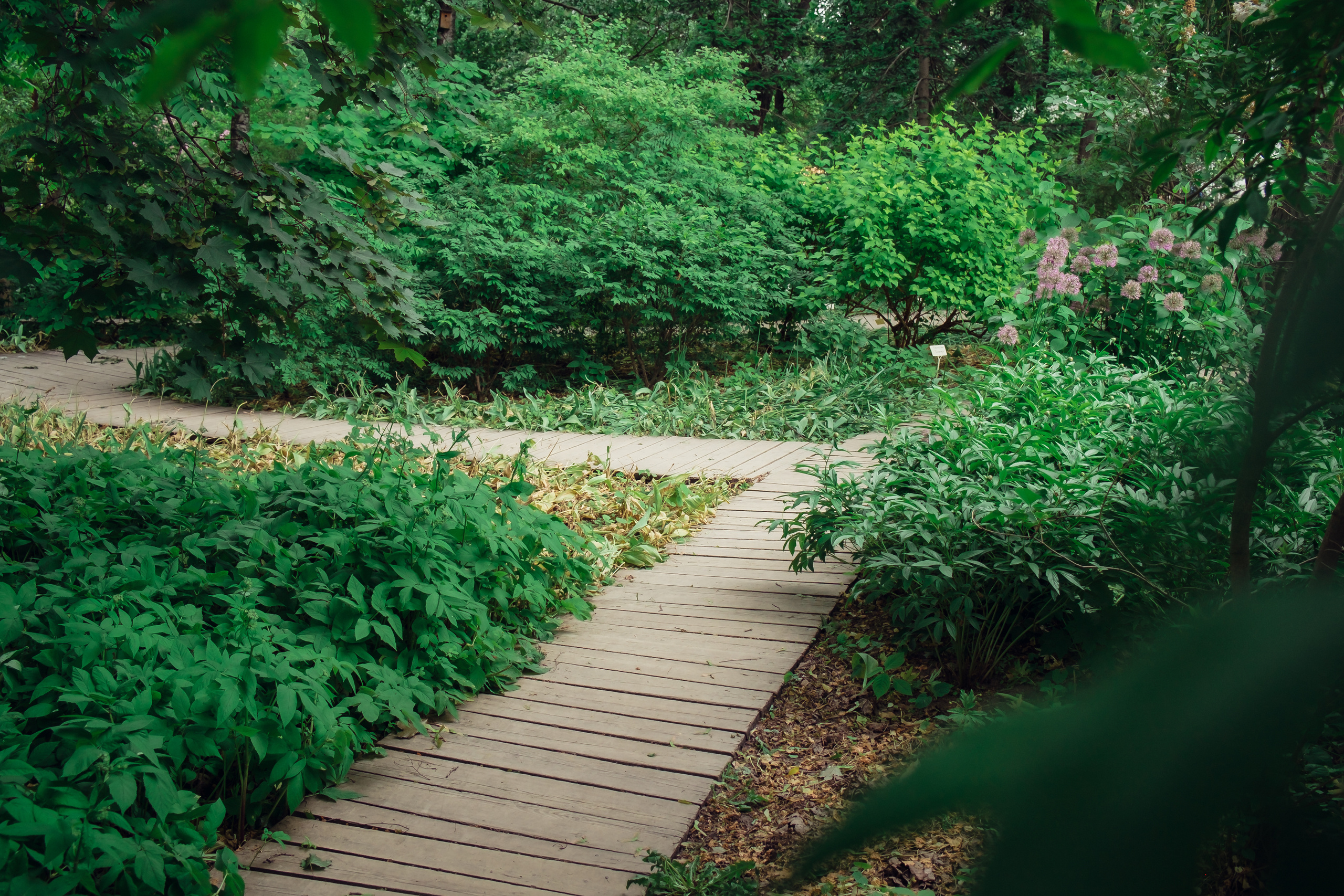 Аптекарский огород. Видеограф и фотограф на свадьбу в Москве