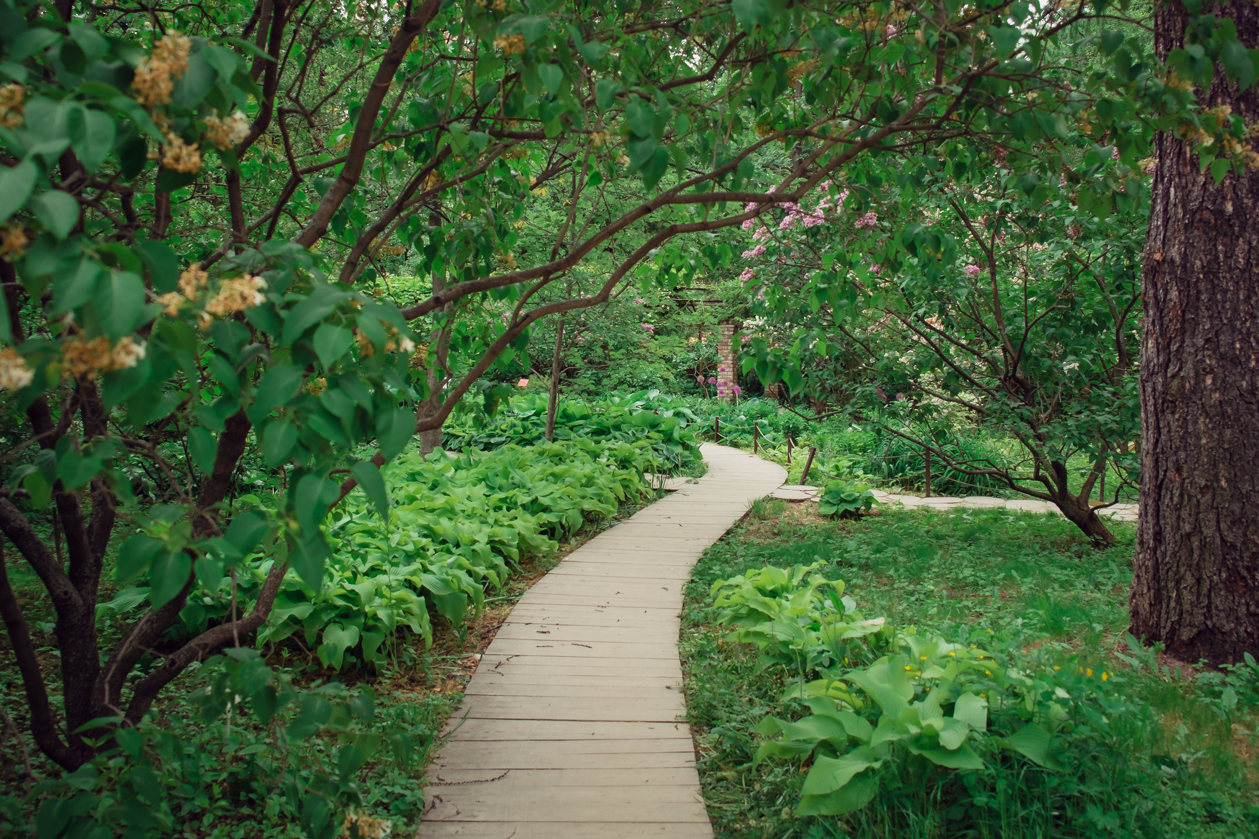 Аптекарский огород. Видеограф и фотограф на свадьбу в Москве