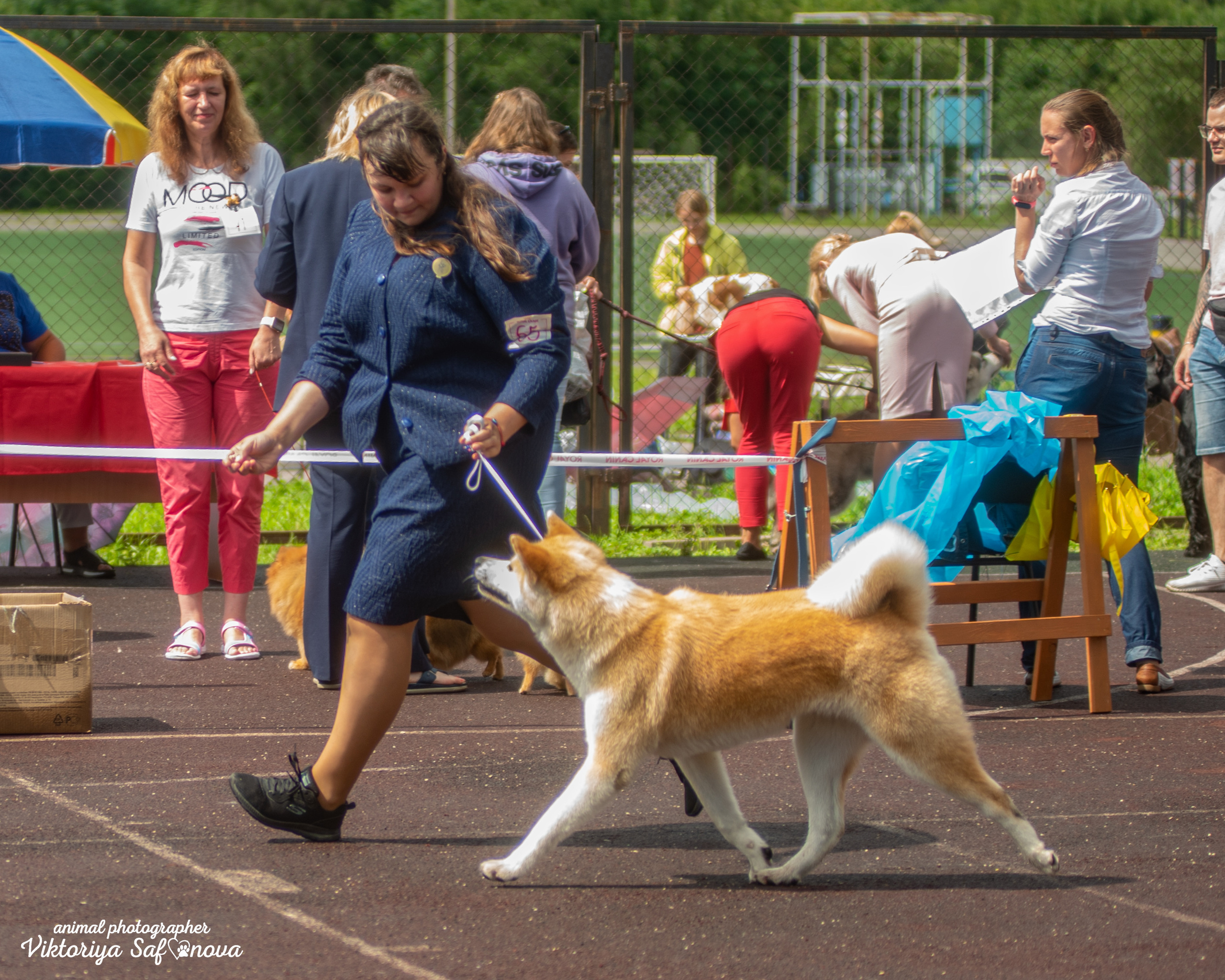 13–14 августа 2022. Благовещенск. Фотограф анималист Благовещенск. Сафонова Виктория