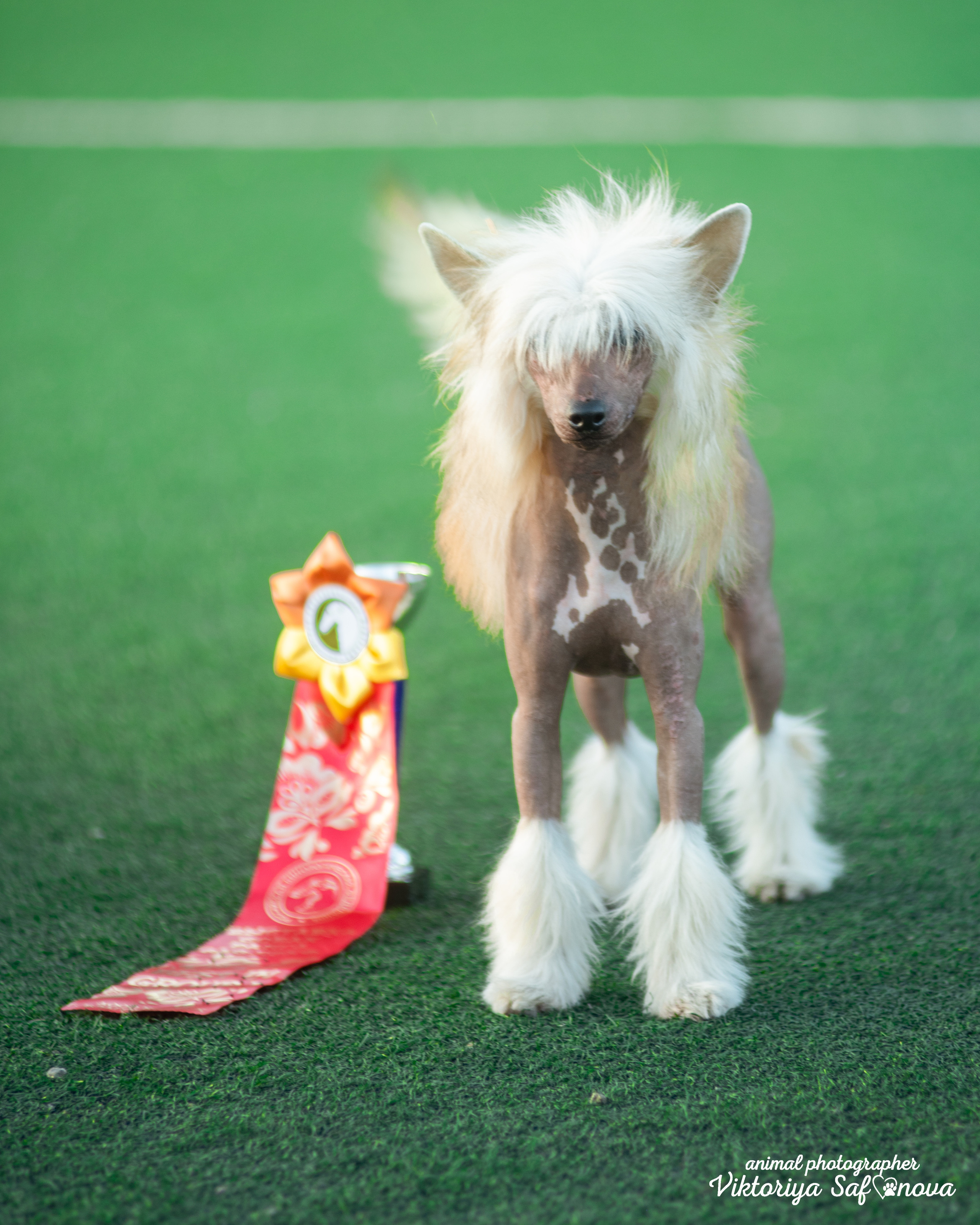 13–14 августа 2022. Благовещенск. Фотограф анималист Благовещенск. Сафонова Виктория