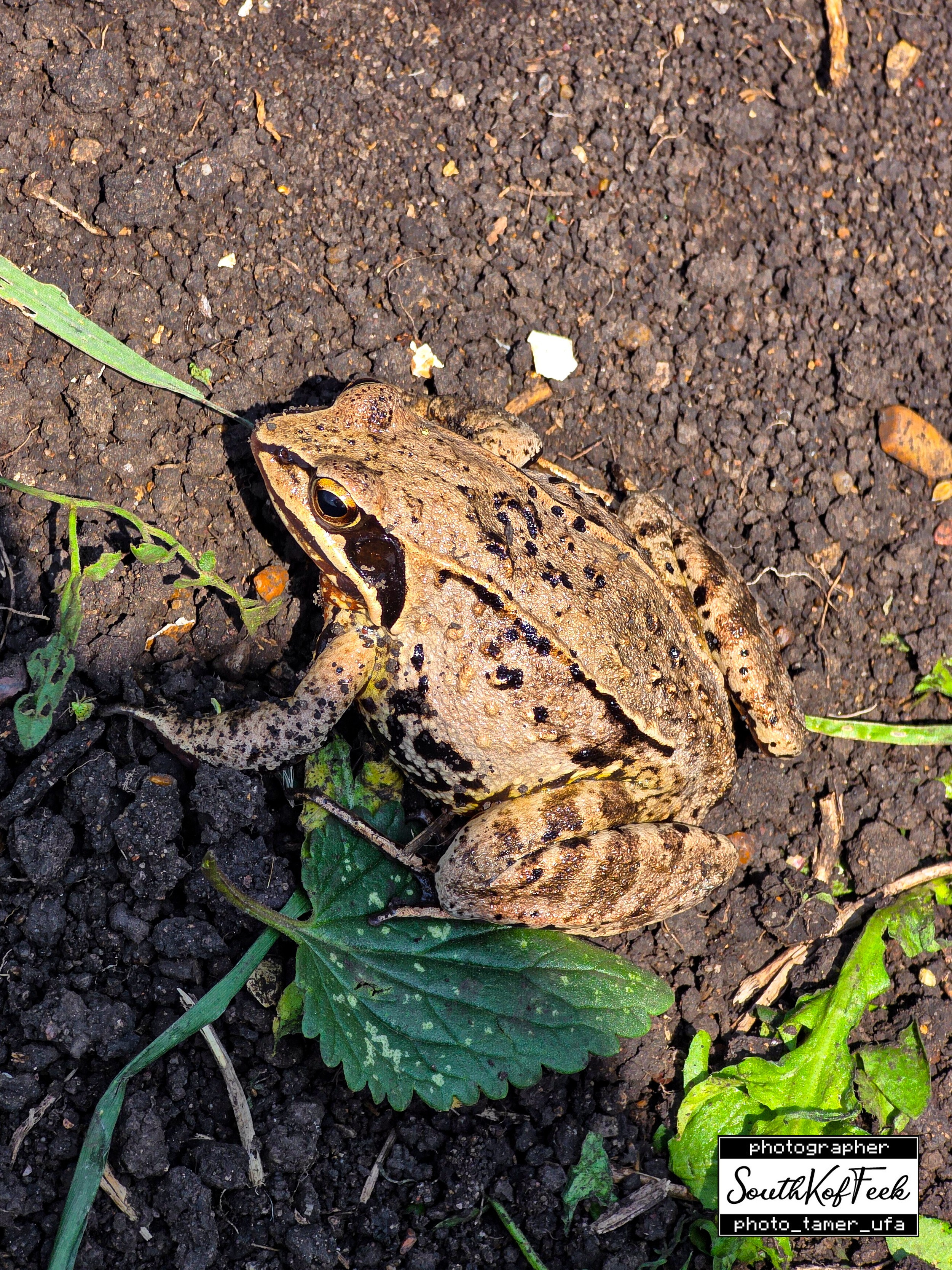Фотосессии животных. Photo Tamer Ufa