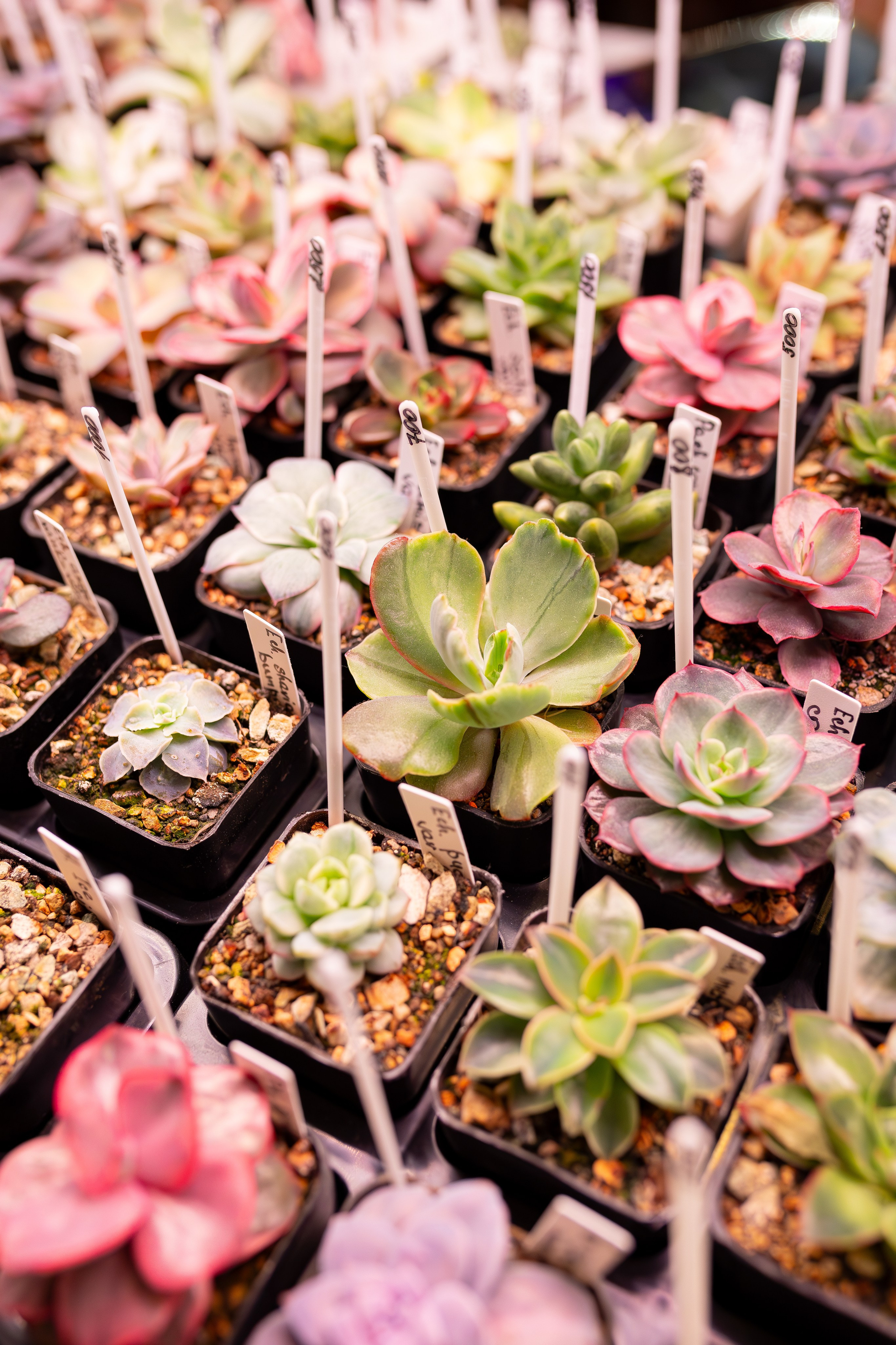 Growbox 1–2 марта. Александра Куликова фотограф, Москва