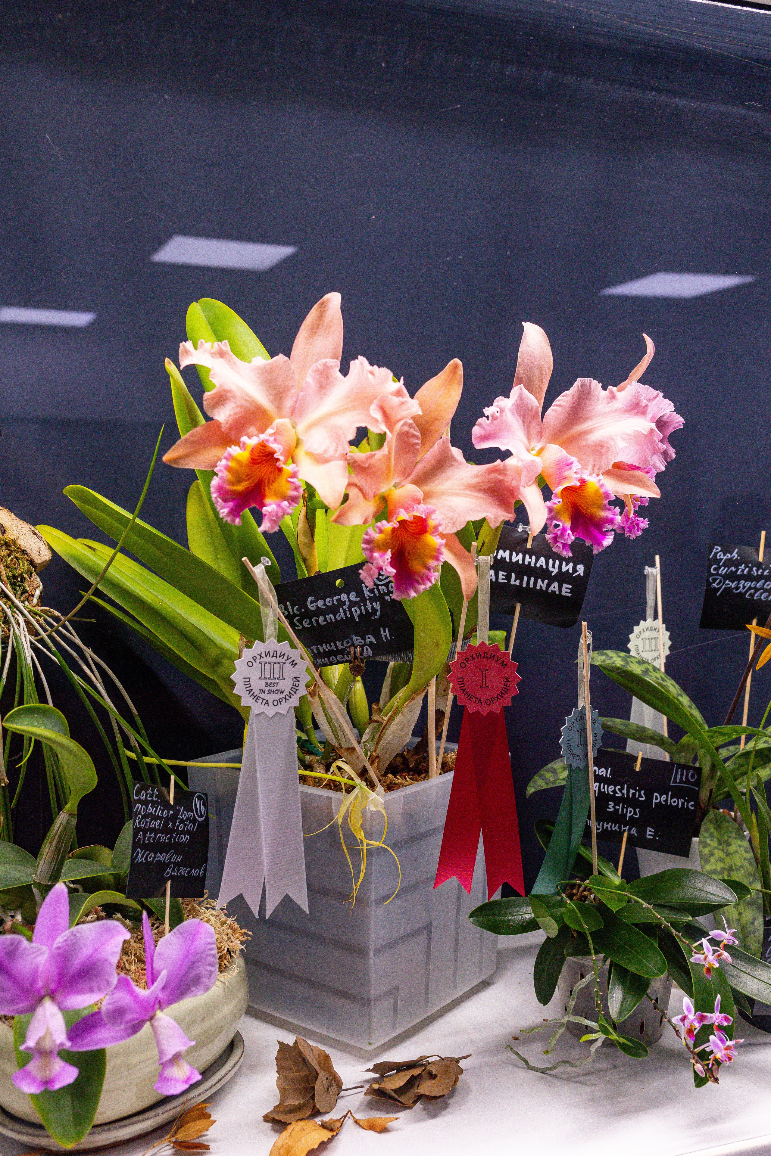 Орхидиум сентябрь 2025. Александра Куликова фотограф, Москва