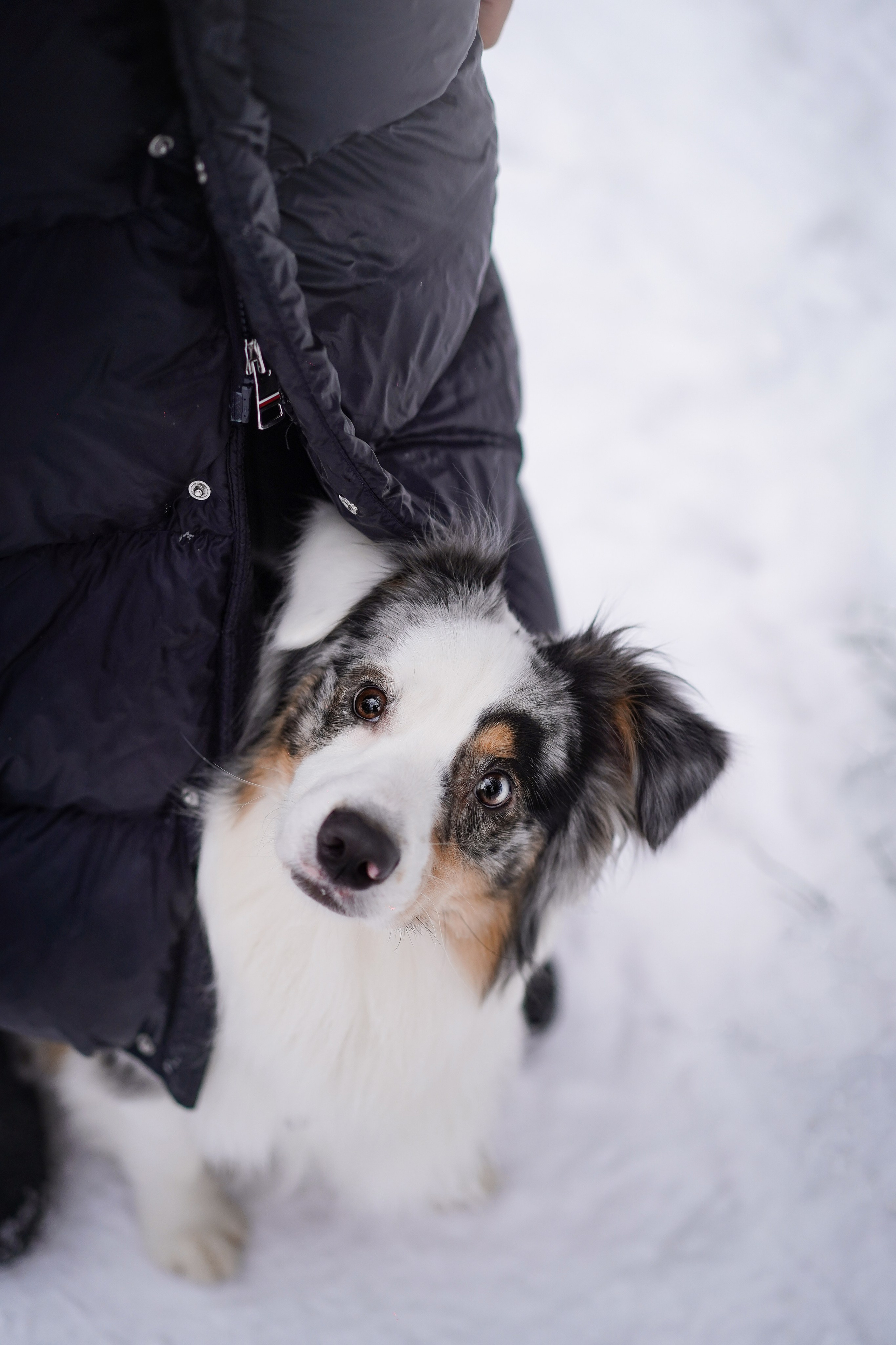 Антон Аиша и Римус. Фотограф-анималист в Санкт-Петербурге Яна Мартынова