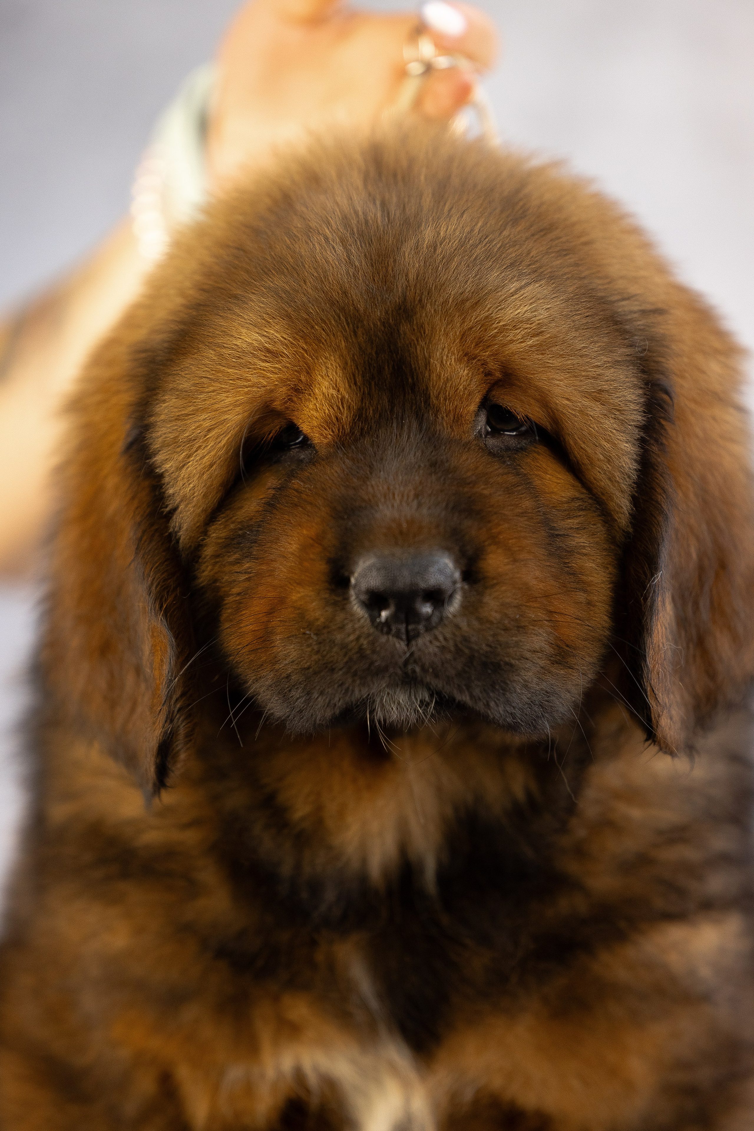 Тибетский мастиф. Фотограф и видеограф анималист Аганина Дарья