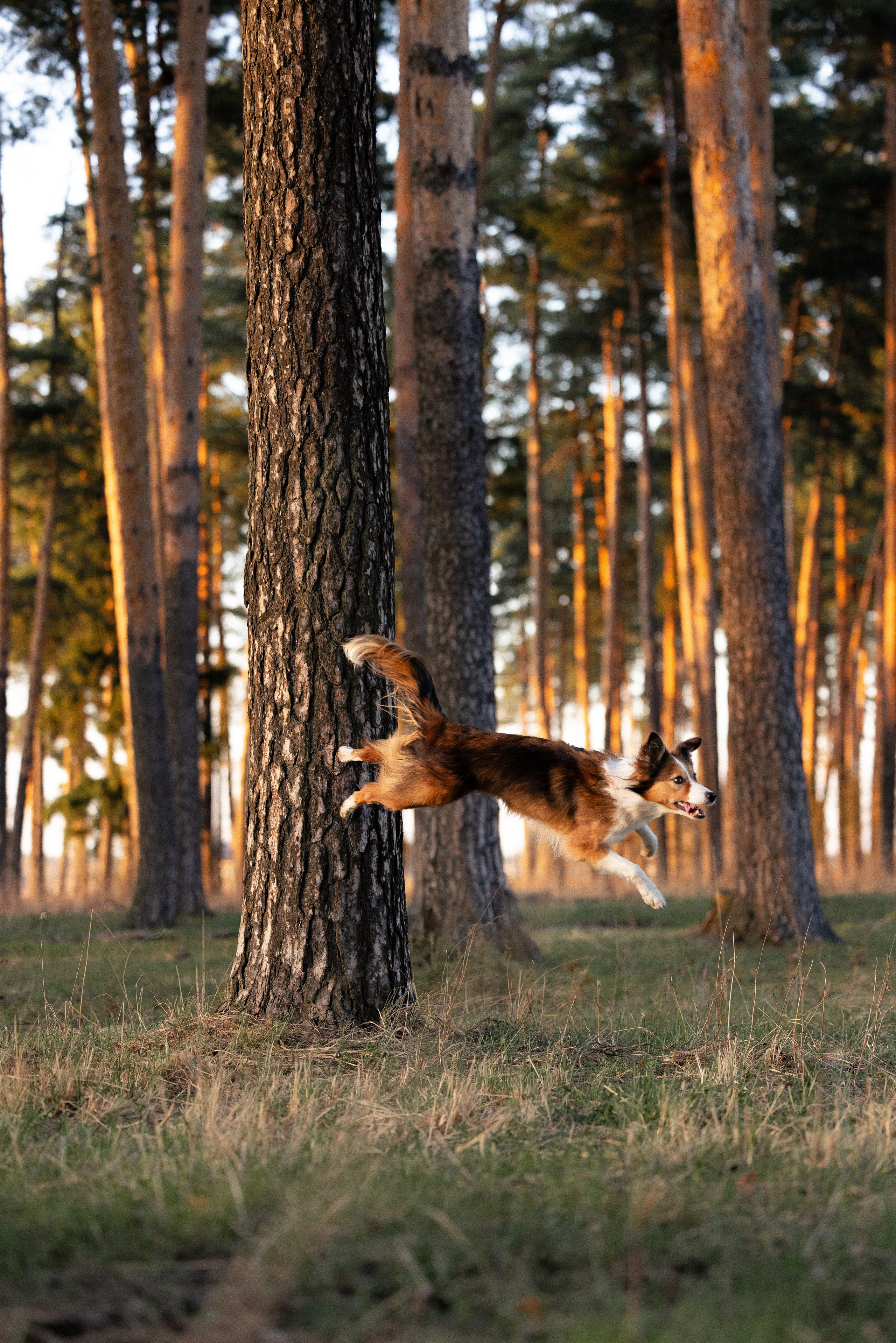 Разношерстная компания. Фотограф и видеограф анималист Аганина Дарья