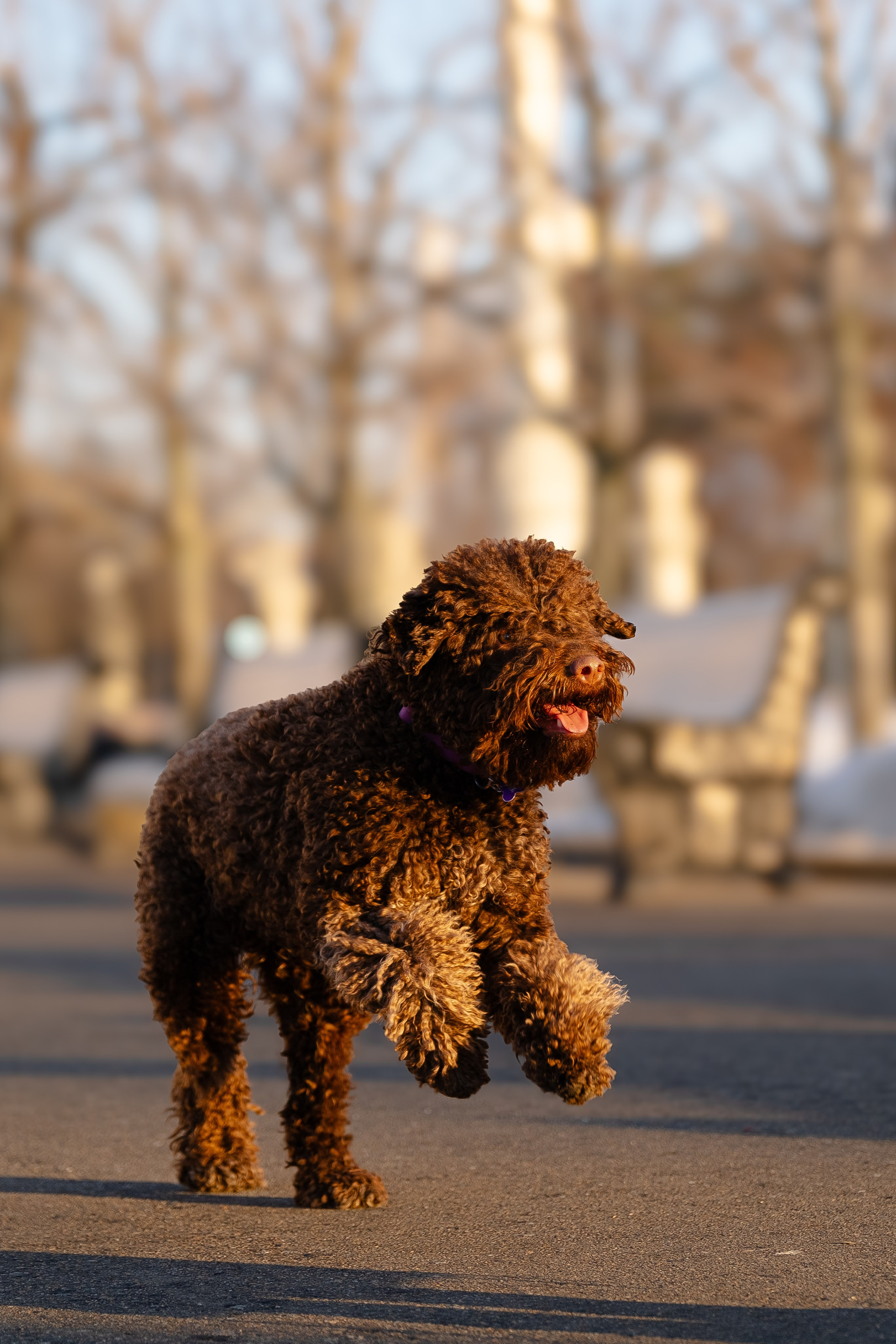 Тьеринна и Миша. Фотограф и видеограф анималист Аганина Дарья