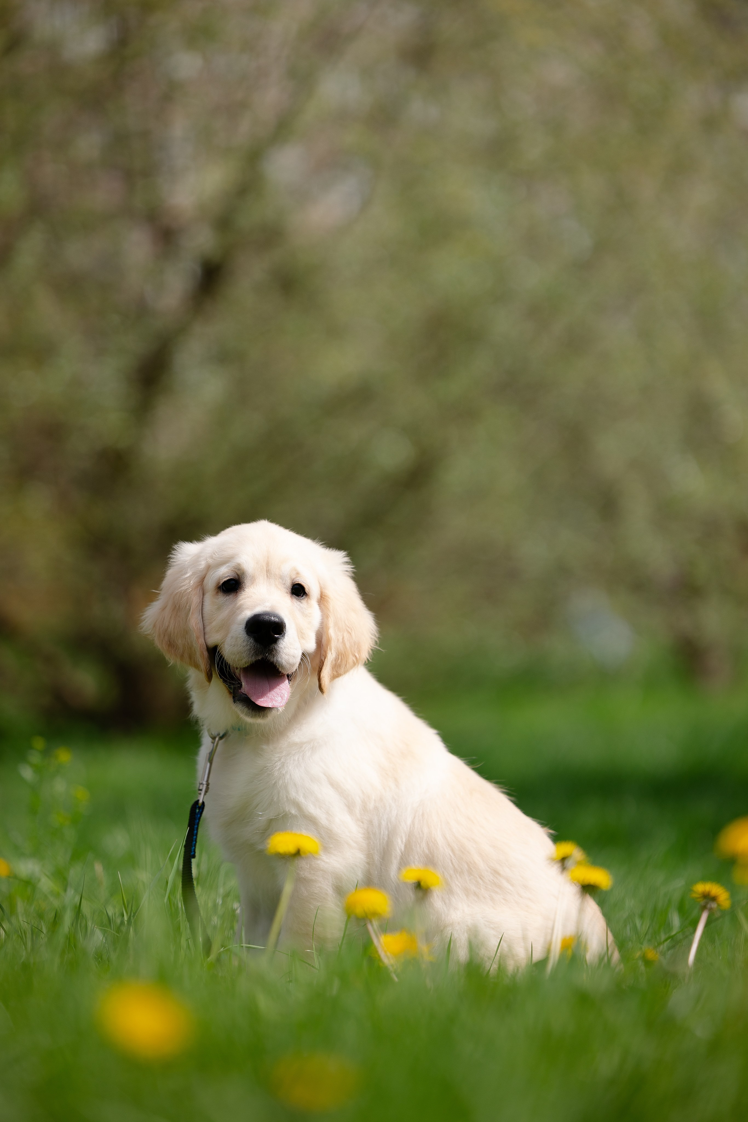 Голден ретривер. Фотограф и видеограф анималист Аганина Дарья
