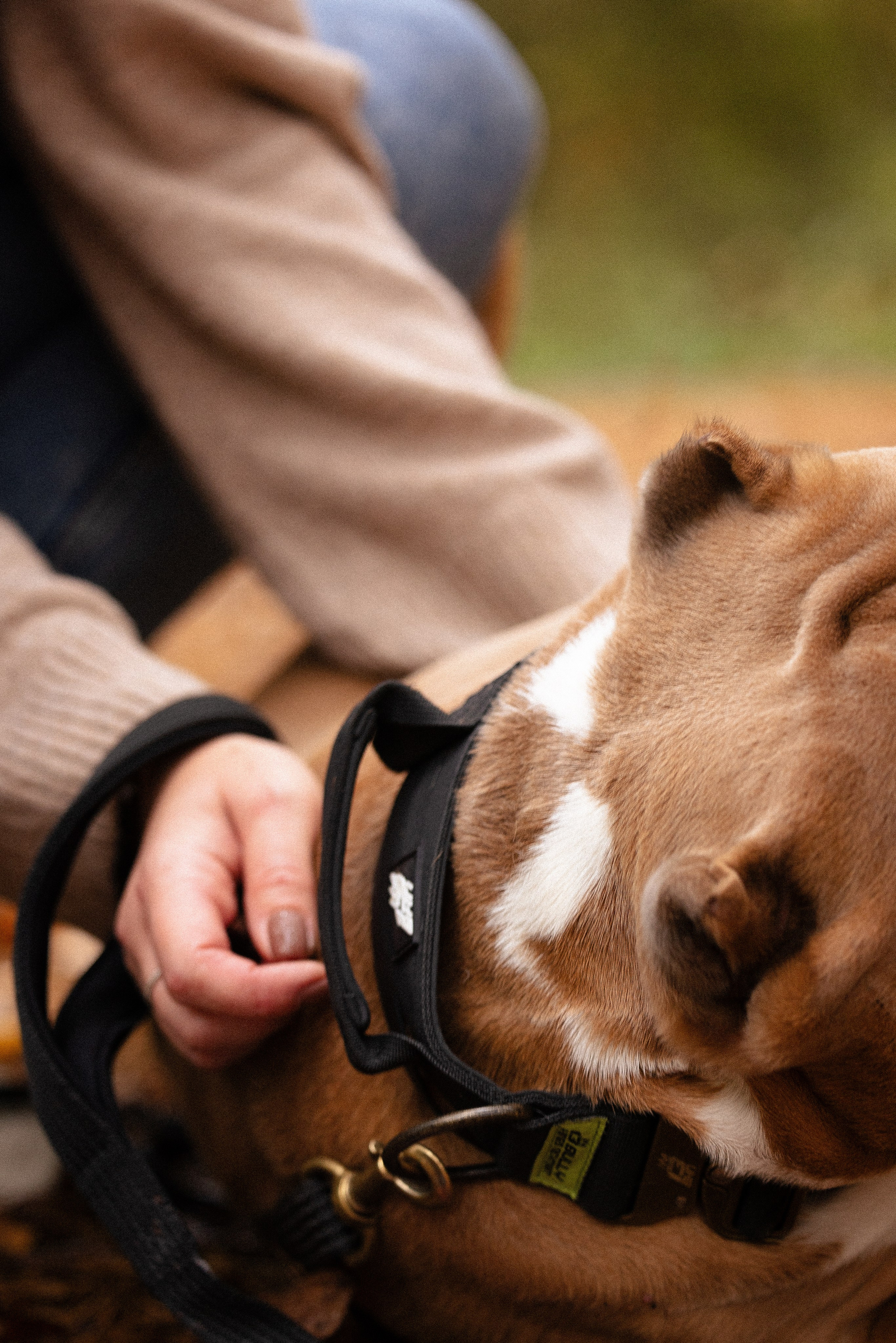 Алена и Тор. Фотограф и видеограф анималист Аганина Дарья