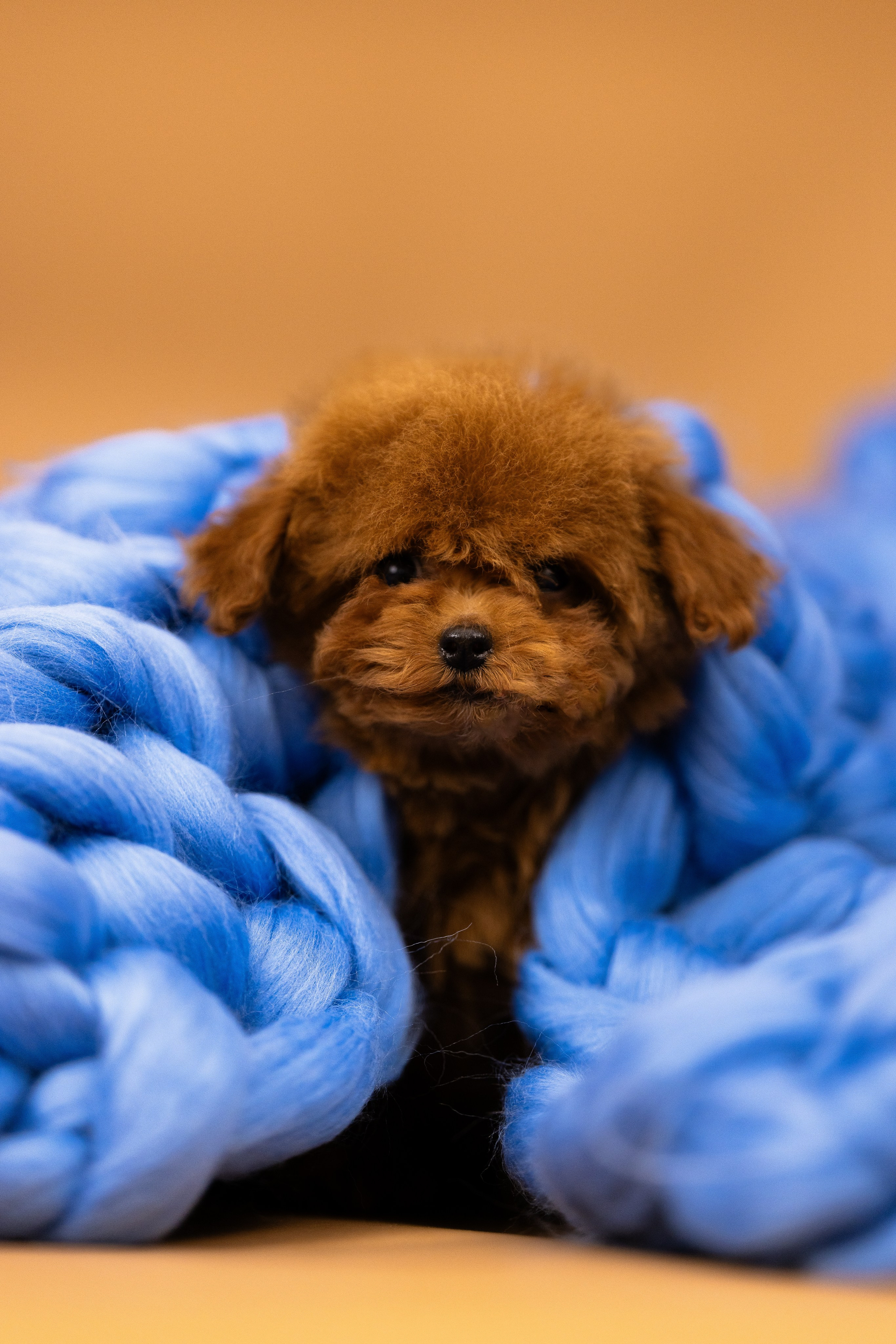 Мальтипу. Фотограф и видеограф анималист Аганина Дарья
