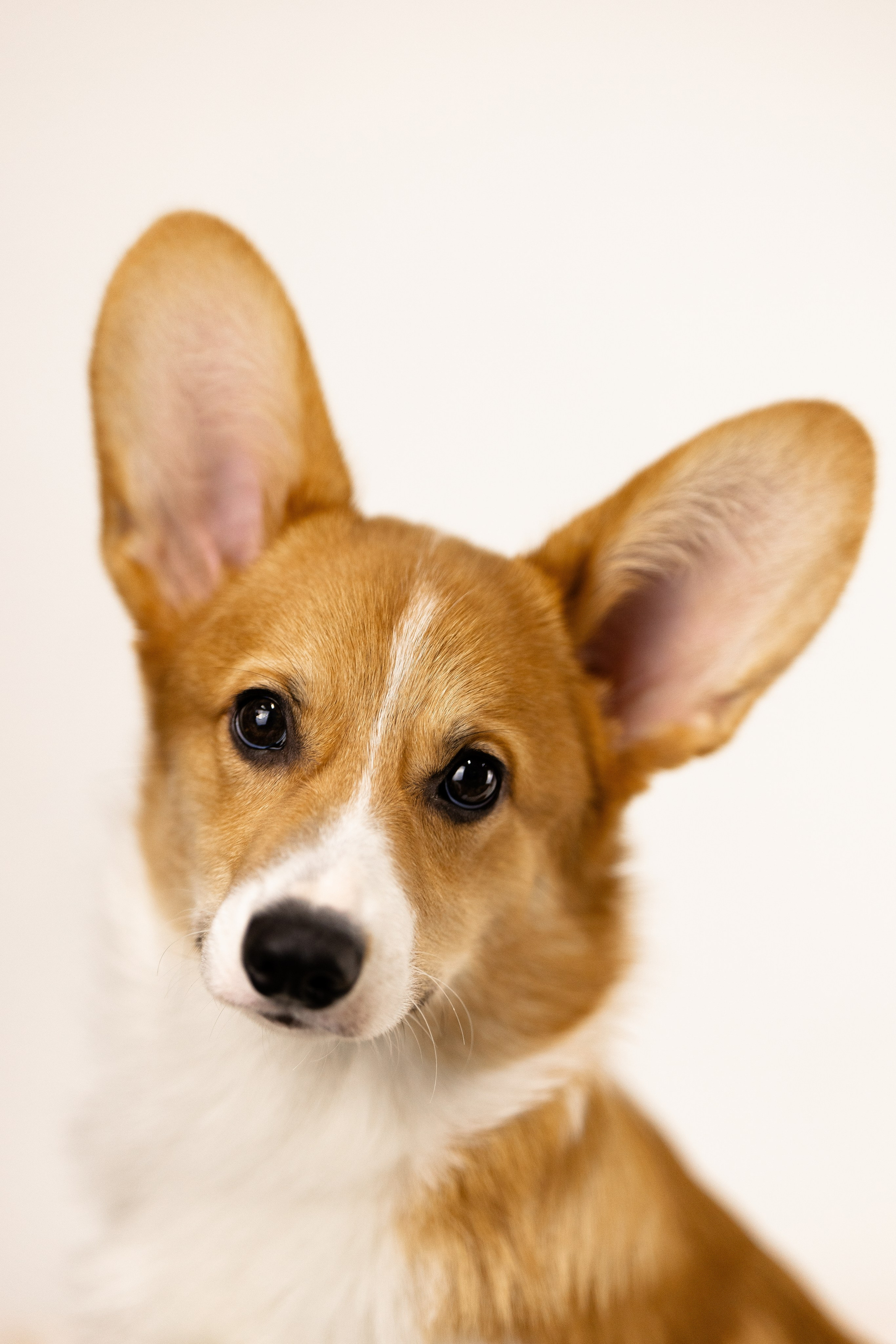 Корги. Фотограф и видеограф анималист Аганина Дарья