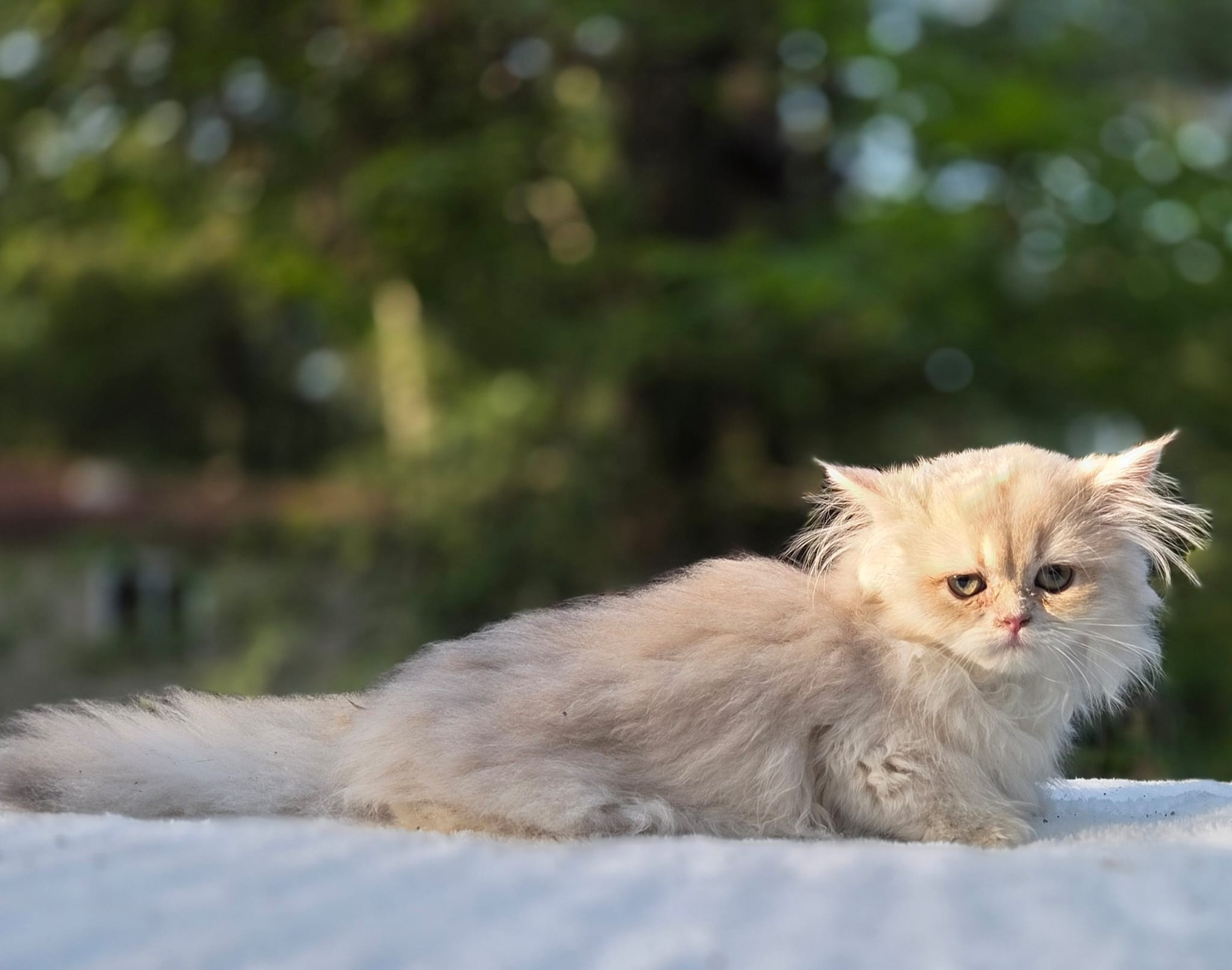 Manya, female, 04.10.2026, $1000. British shorhair Cats