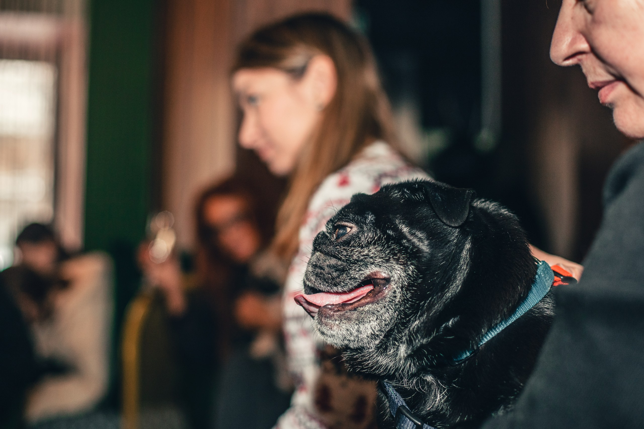 Мопсовстреча 02.12.2023. Фотограф-анималист Татьяна Степанова