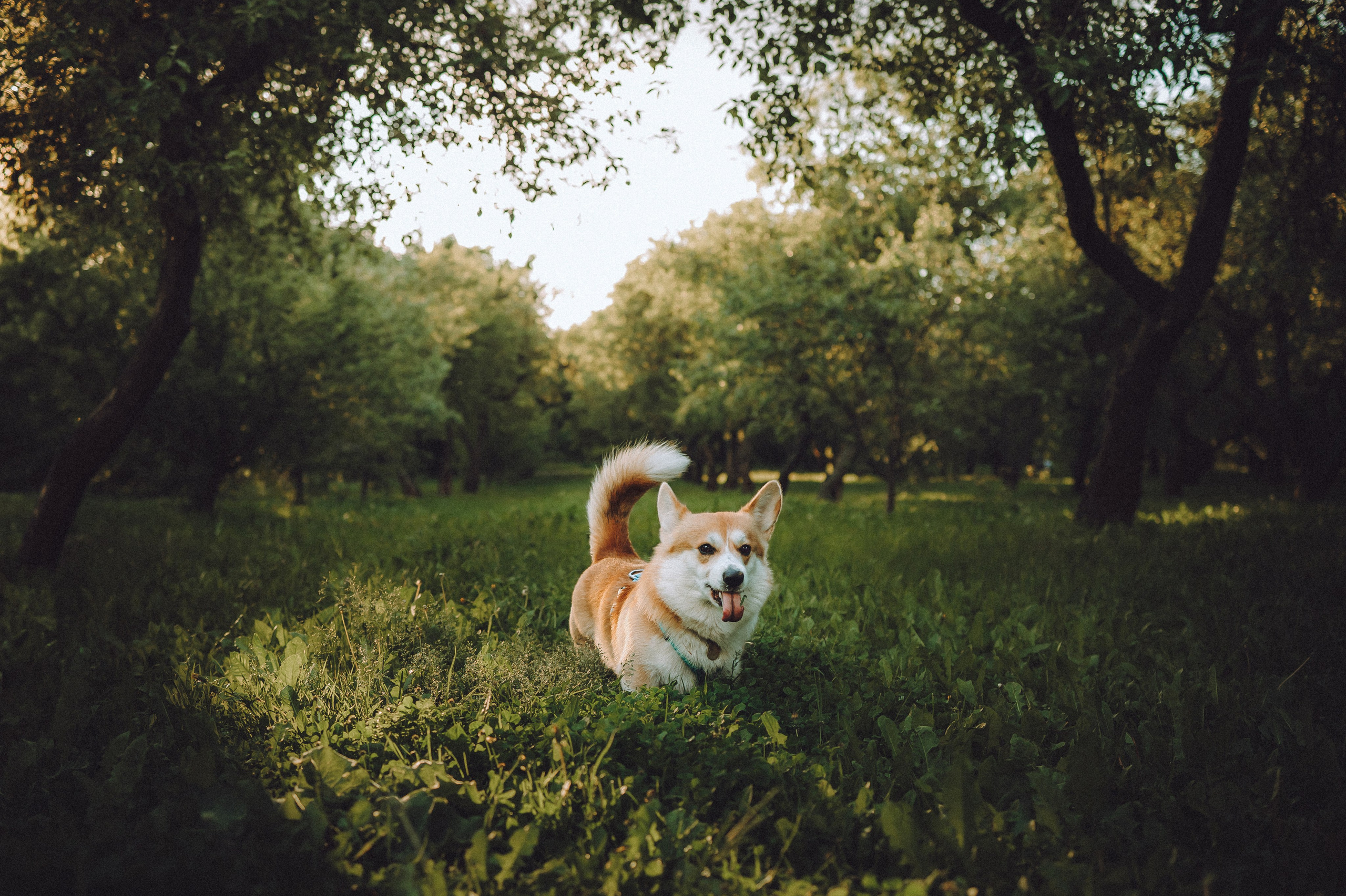 Вирджик и его семья