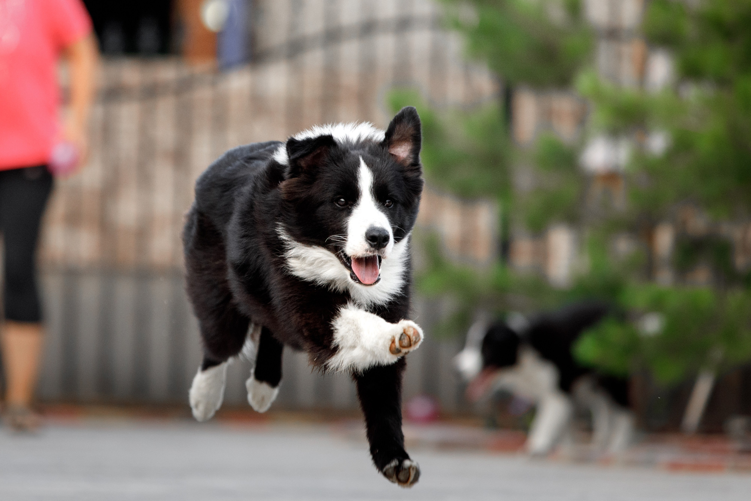 Болтовня в саду. О нас