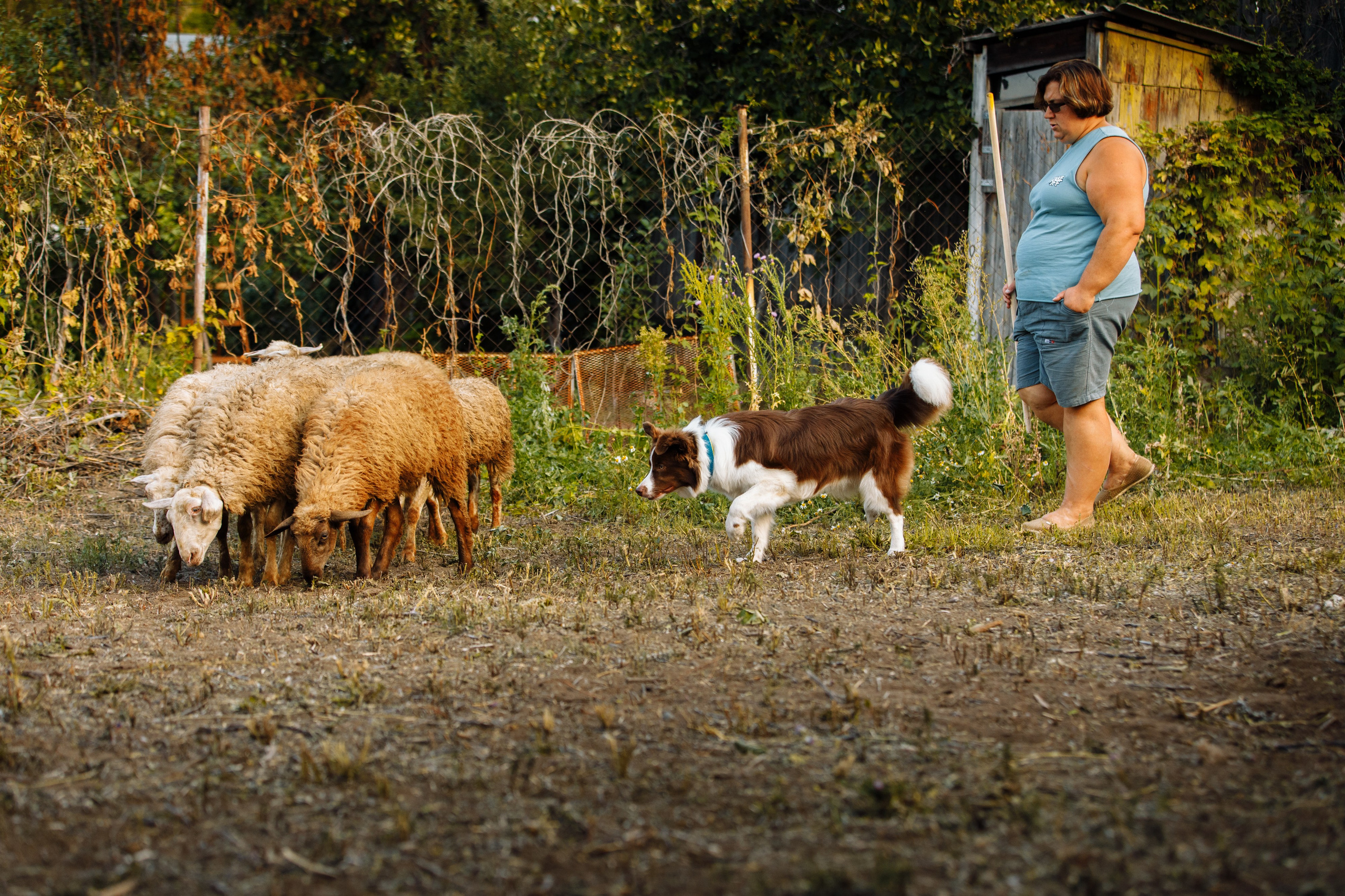 Овечий день. О нас