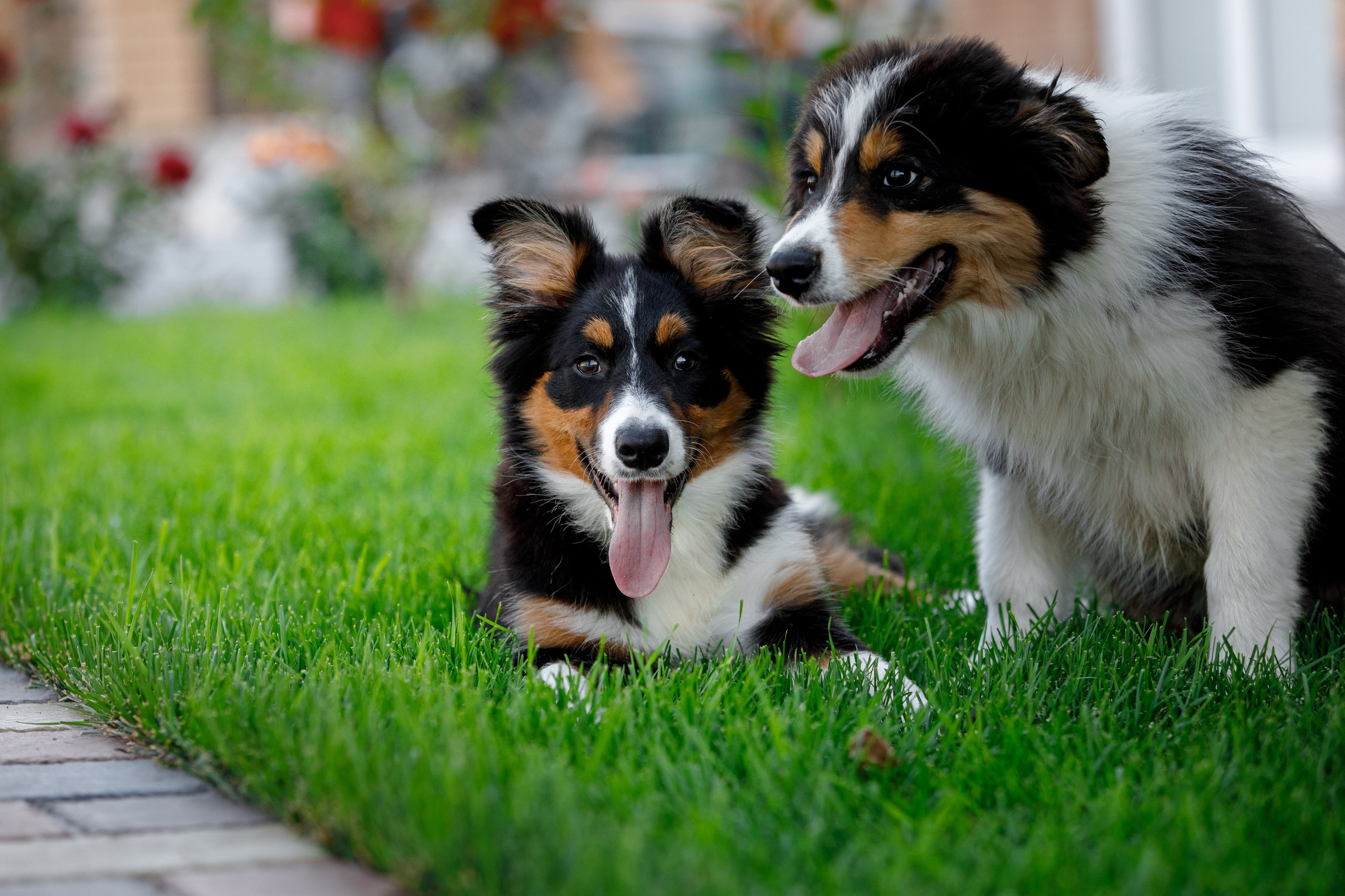 Смешарики. О нас