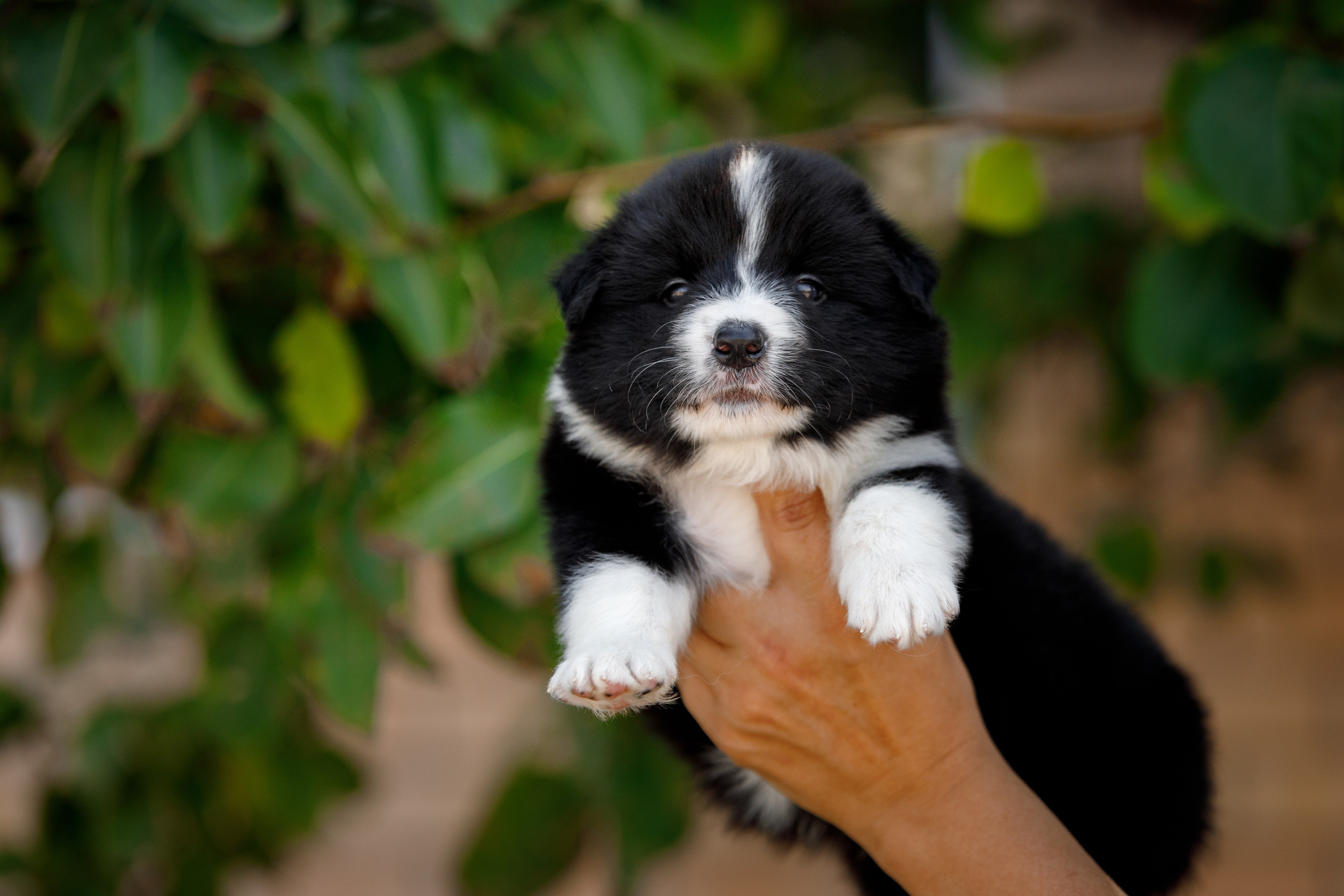 Смешарики. О нас