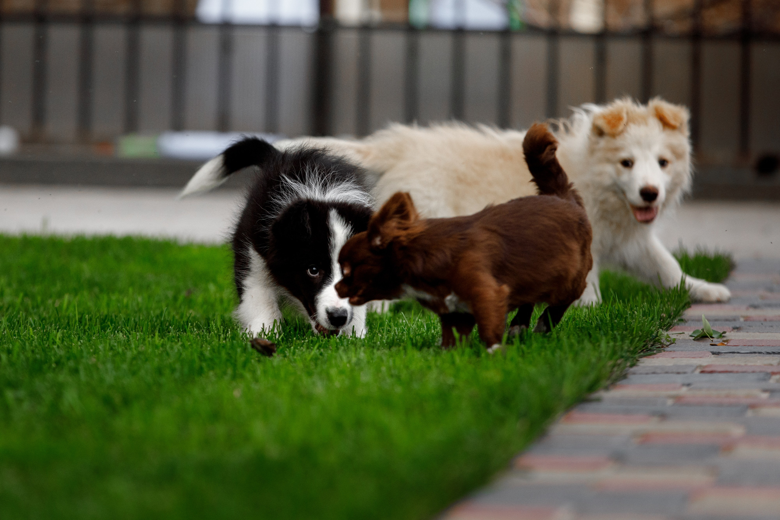 Болтовня в саду. О нас