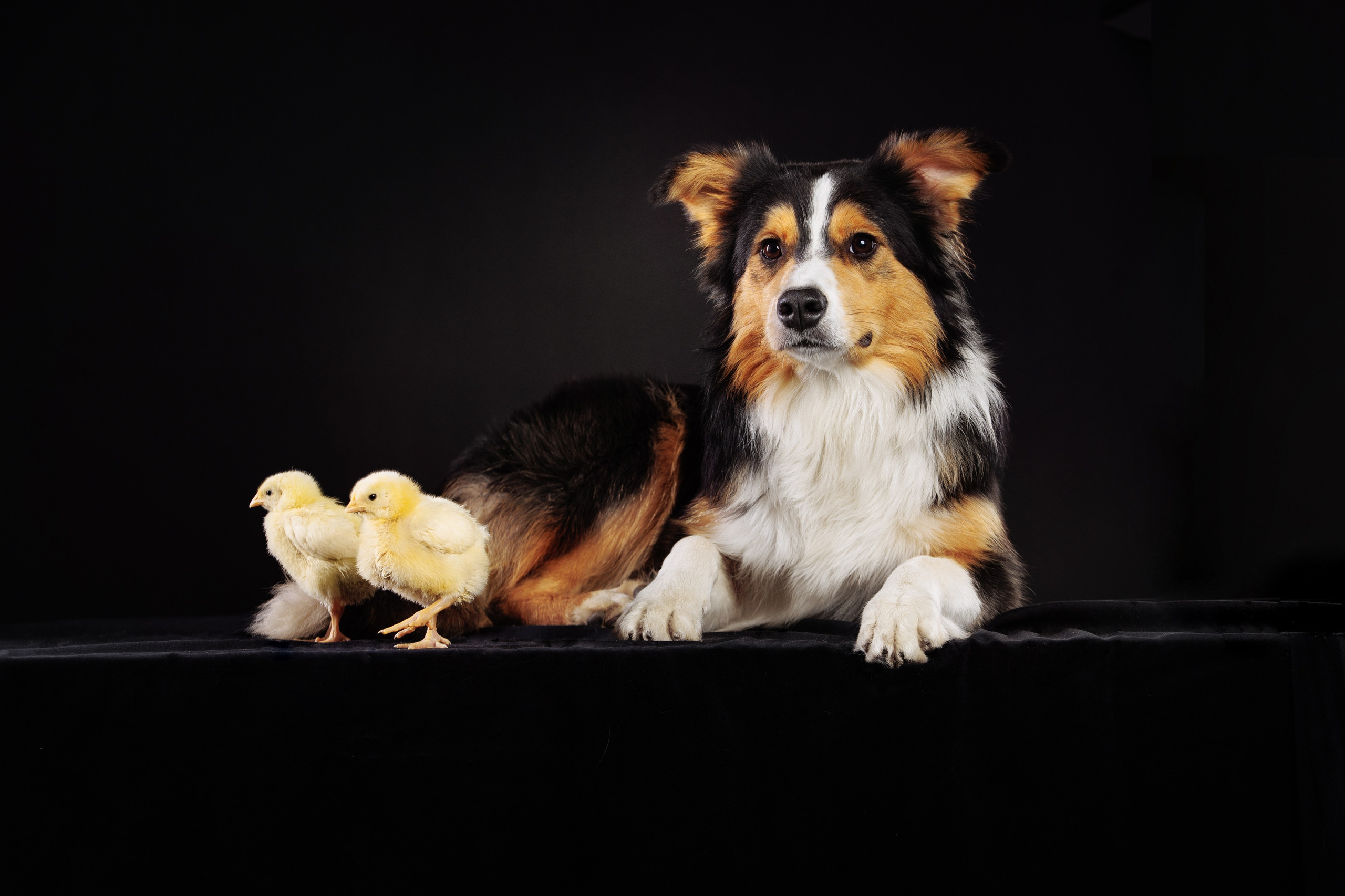 С цыпами. О нас