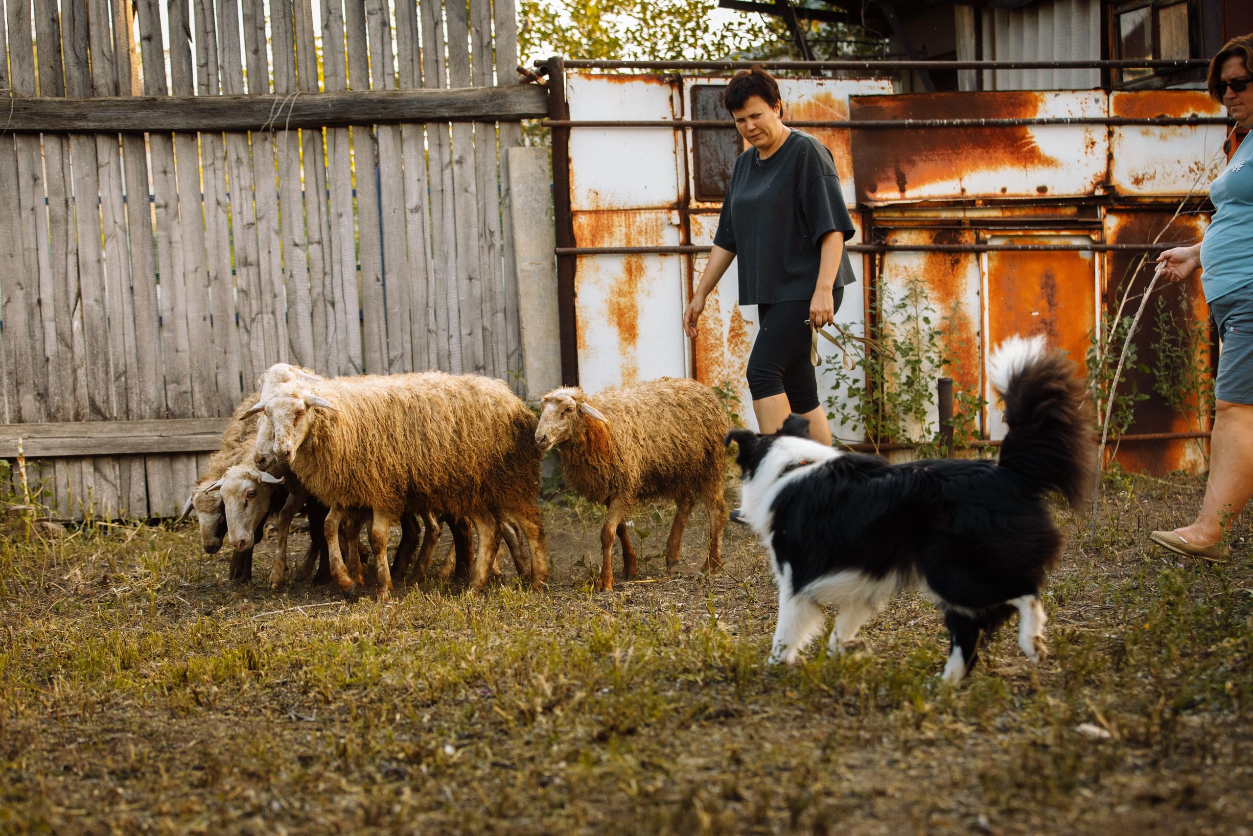 Овечий день. О нас