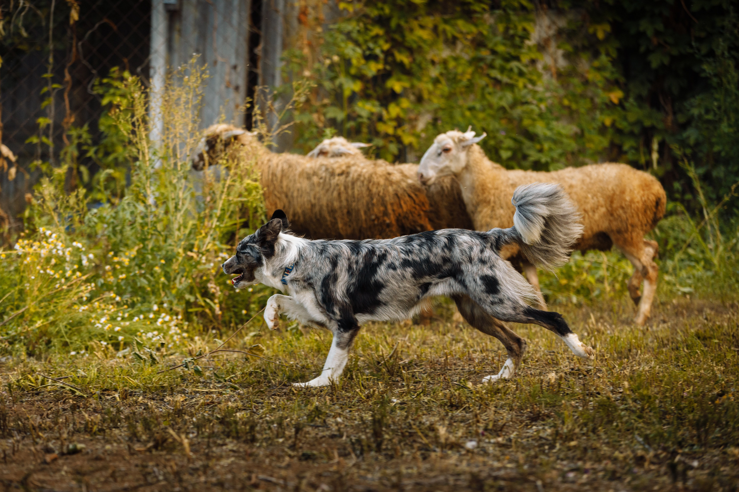 Овечий день. О нас