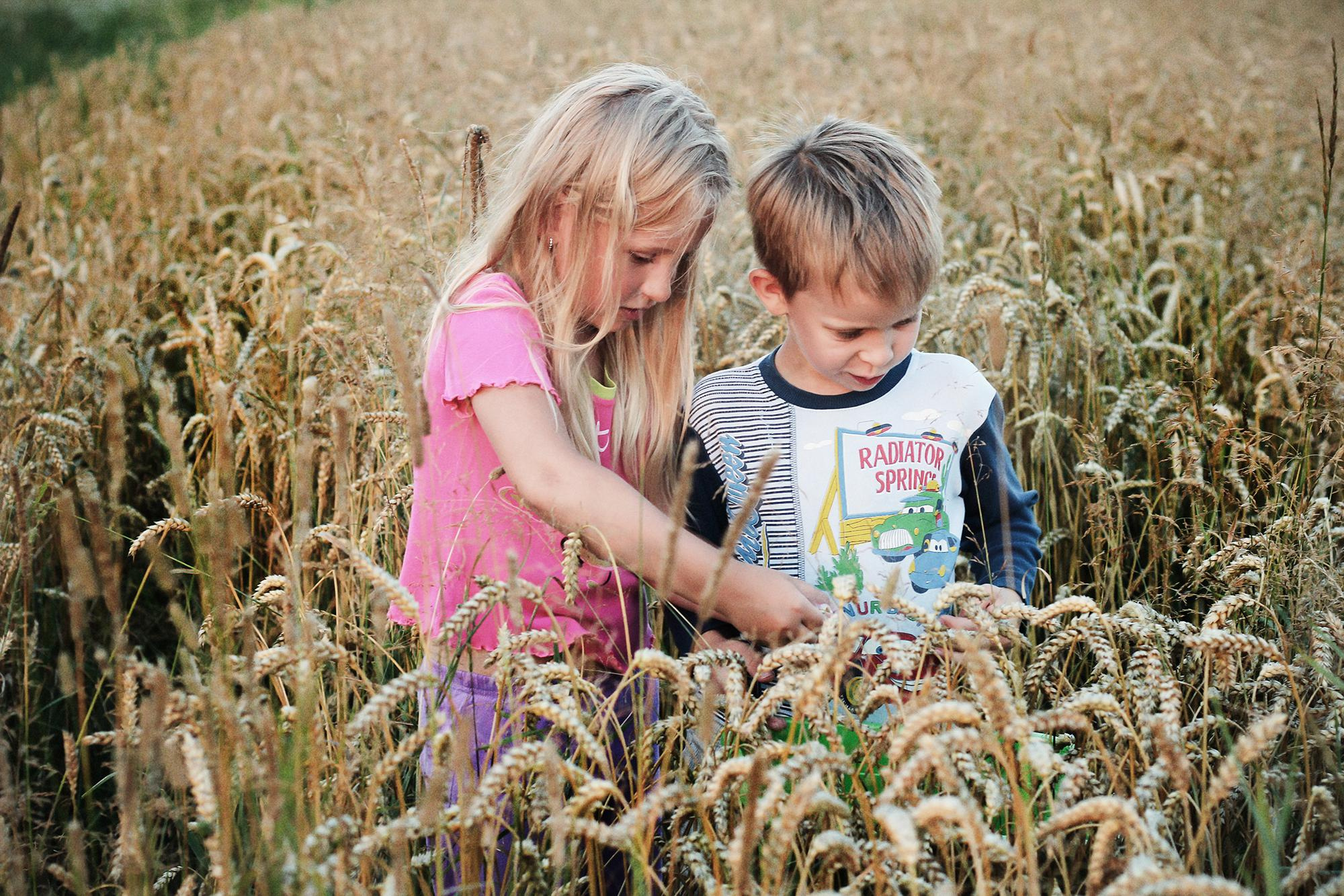 девочка показывает мальчику колосья пшеницы в поле