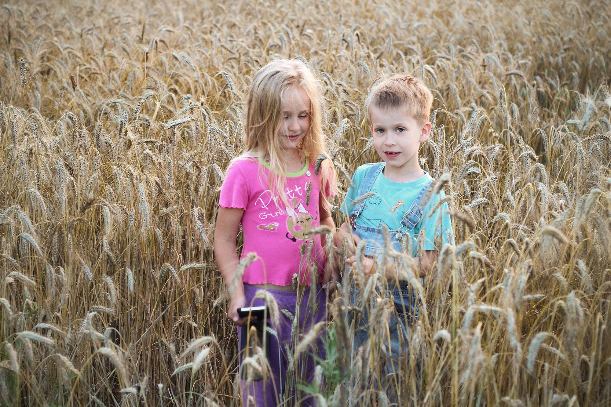 дети играют в пшеничном поле