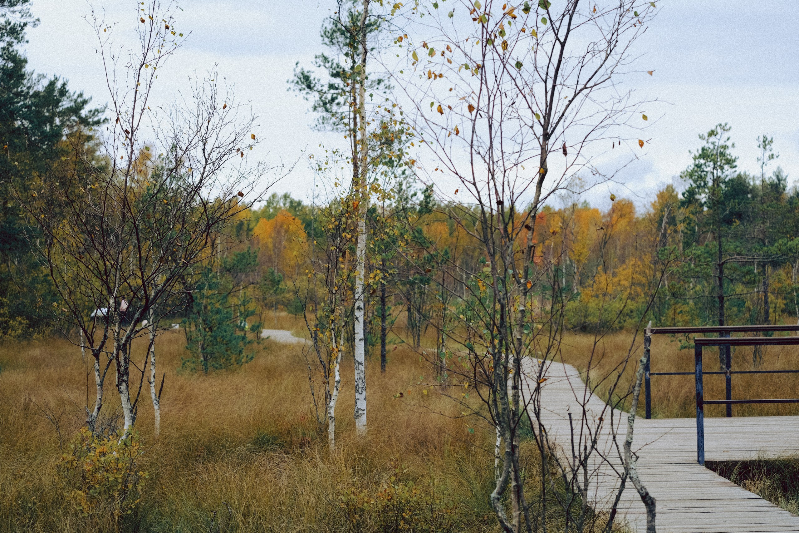 Осеняя прогулка. Профессиональный фотограф, Санкт-Петербург — Виктория Богомолова