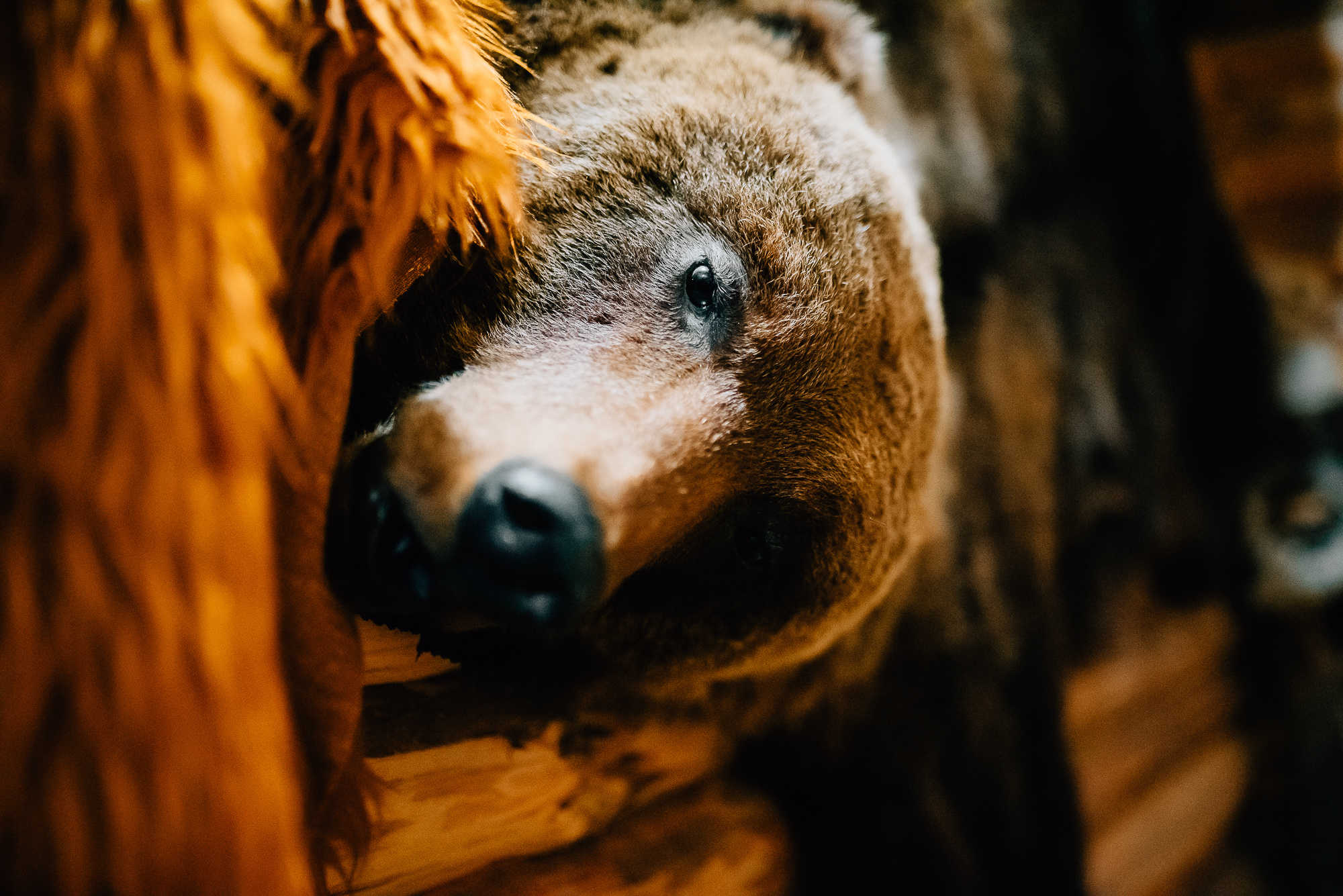 Гостинный двор "Живица" п. Кез Удмуртия. Фотограф Игорь Гуменников Удмуртия Шаркан