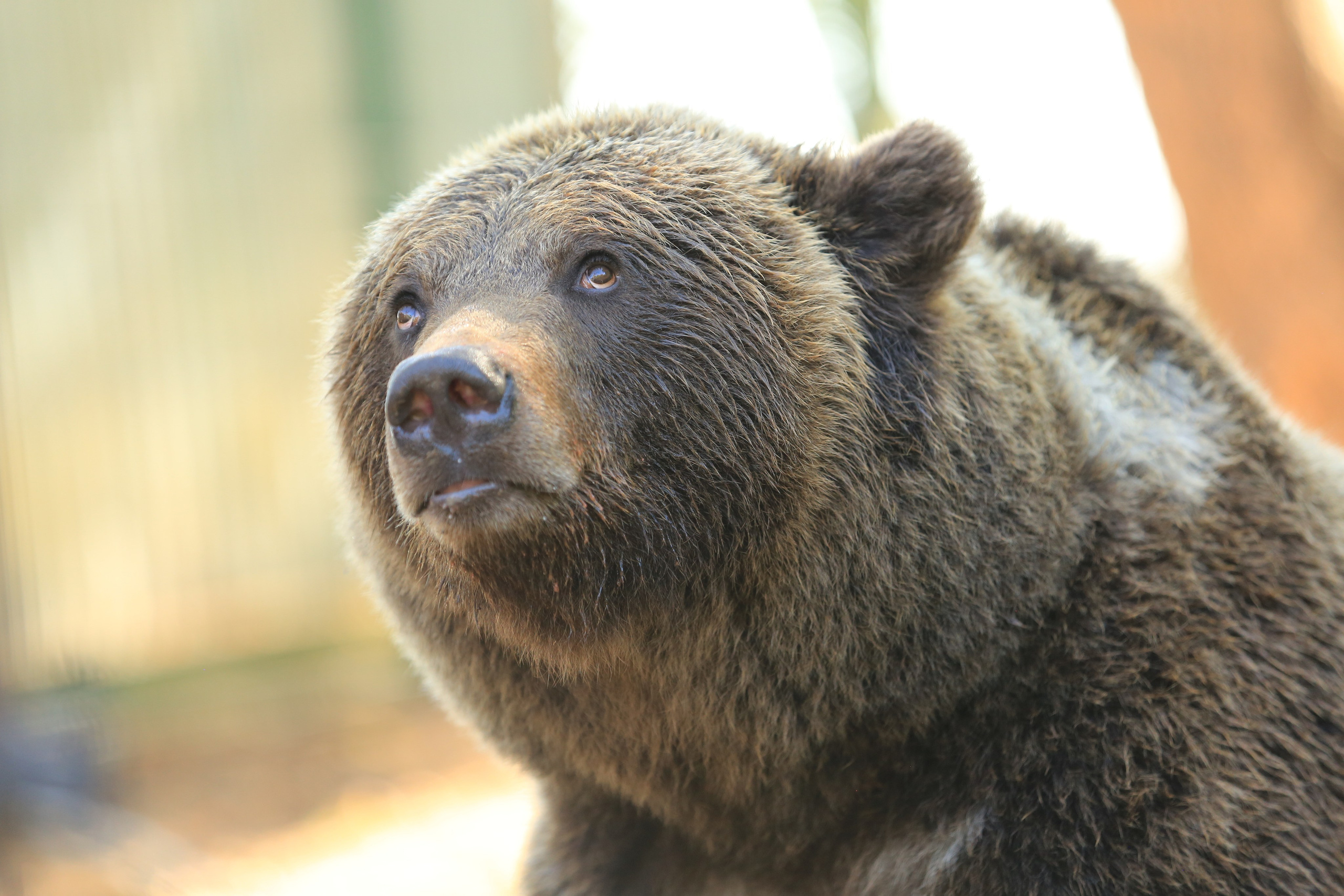 Медведь Мансур. Фотоальбом показывающий увлекательный мир авиации и мир медведей Андрея Иванова