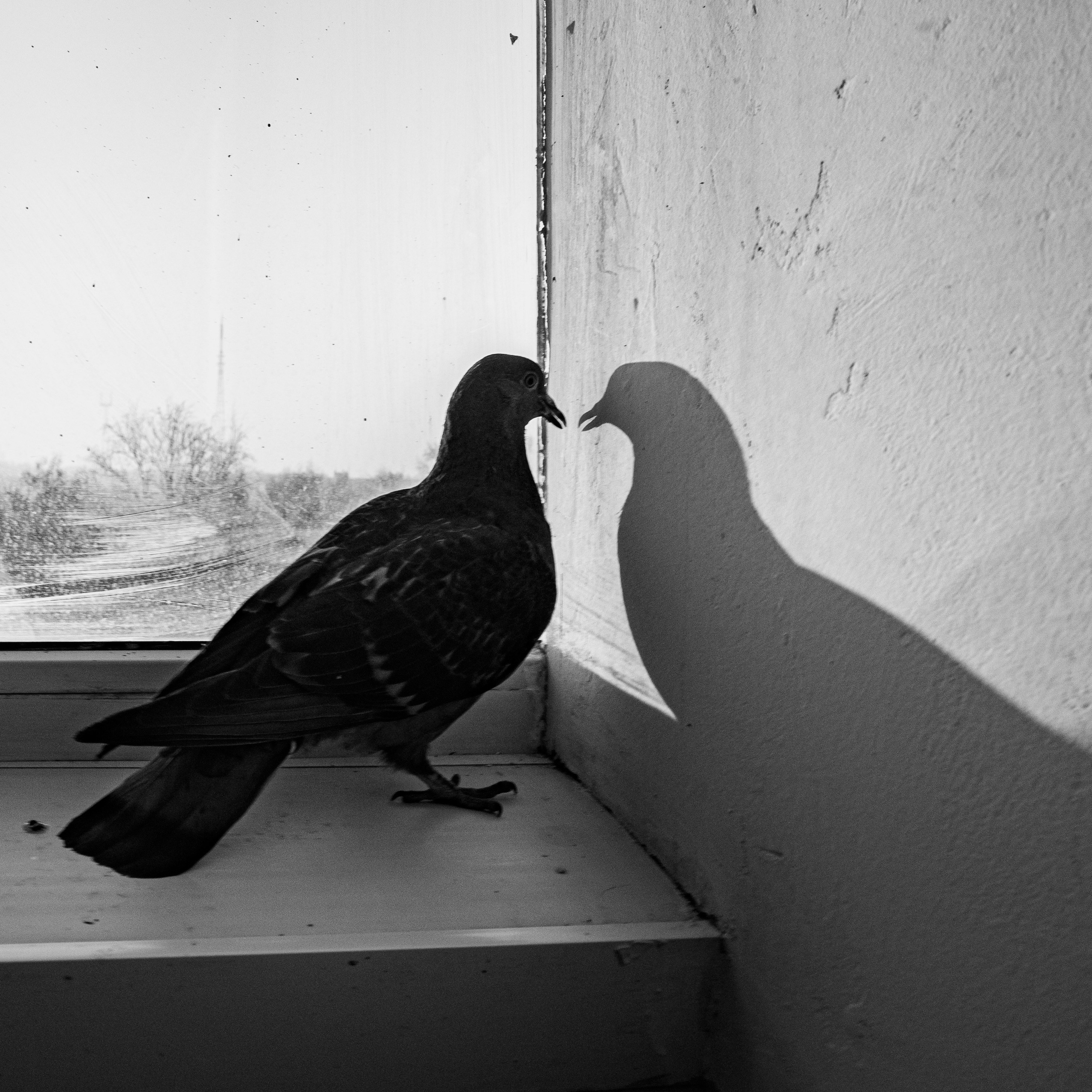 Feathers Against Concrete. StepanGerasimov