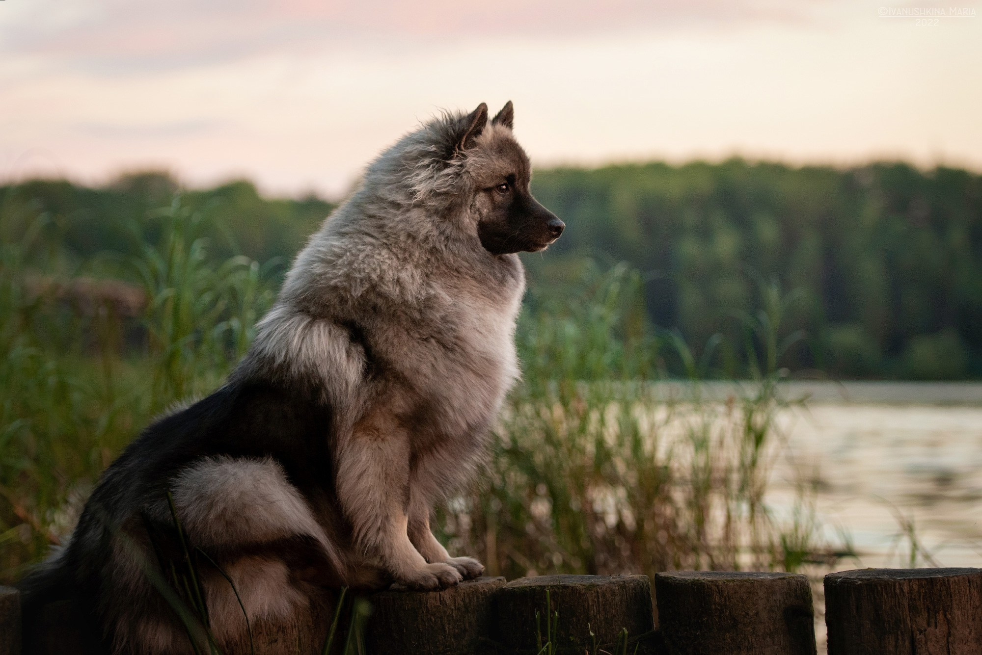 Фотограф-анималист. Фотограф собак в Москве и Московской области Иванушкина Мария
