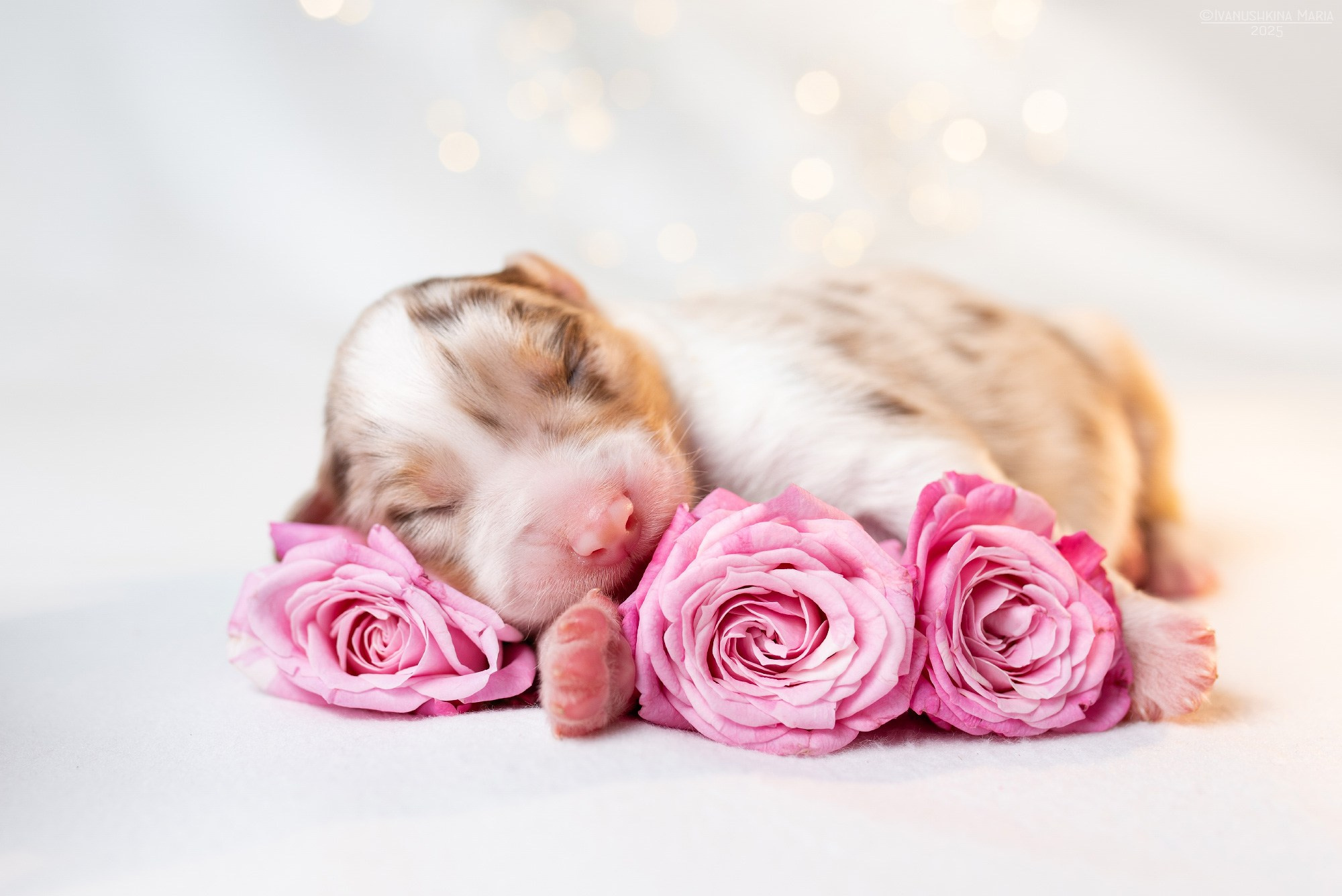Ньюборн фотосессия щенков. Фотограф собак в Москве и Московской области Иванушкина Мария