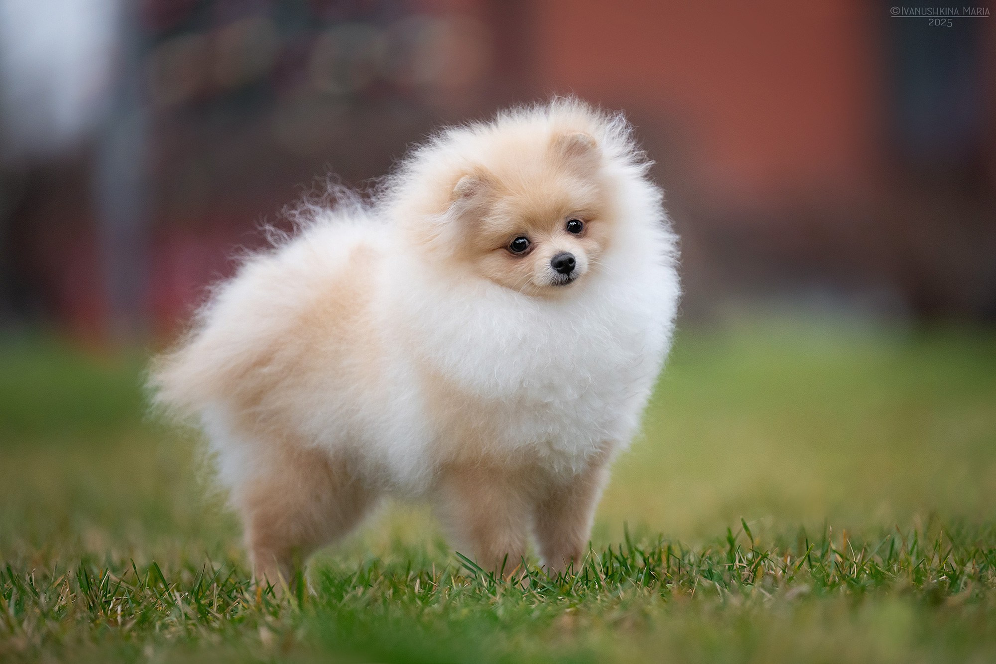 Фотосессия щенков на продажу. Фотограф собак в Москве и Московской области Иванушкина Мария