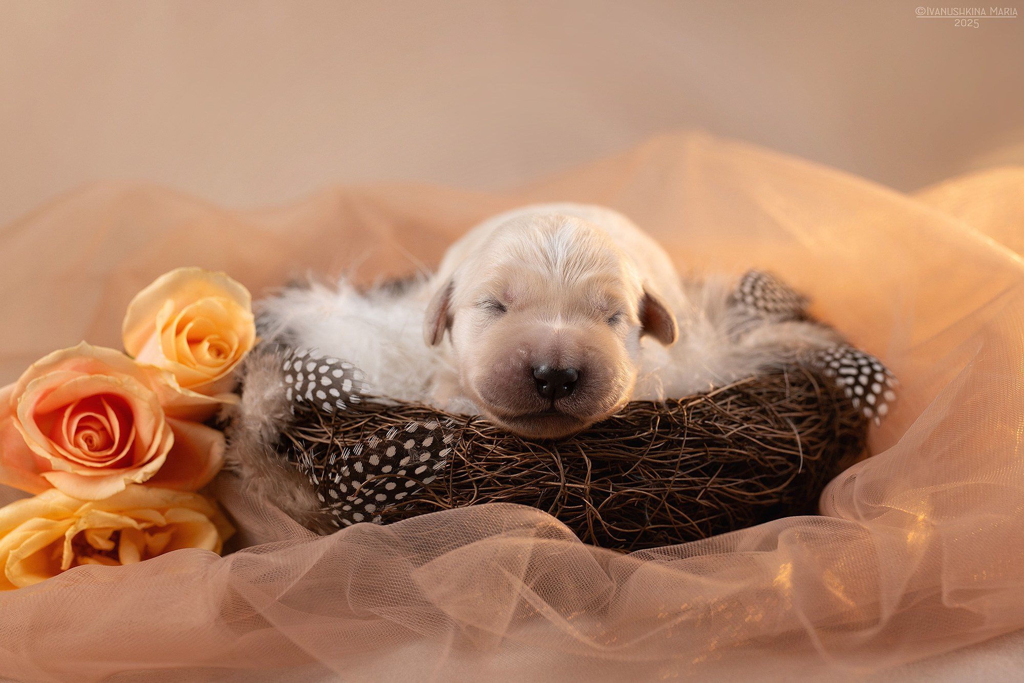 Ньюборн фотосессия щенков. Фотограф собак в Москве и Московской области Иванушкина Мария