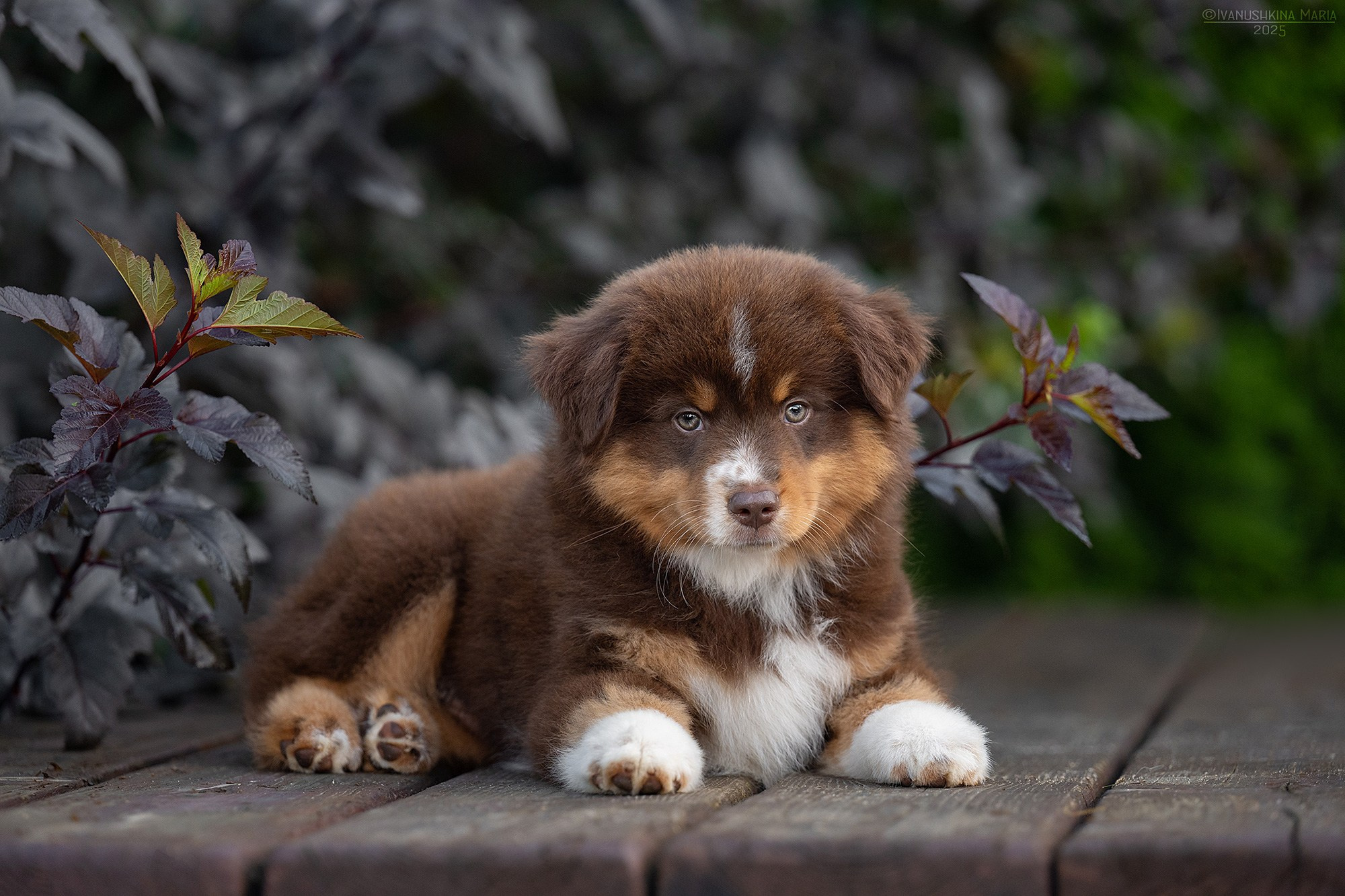 Фотосессия щенков на продажу. Фотограф собак в Москве и Московской области Иванушкина Мария