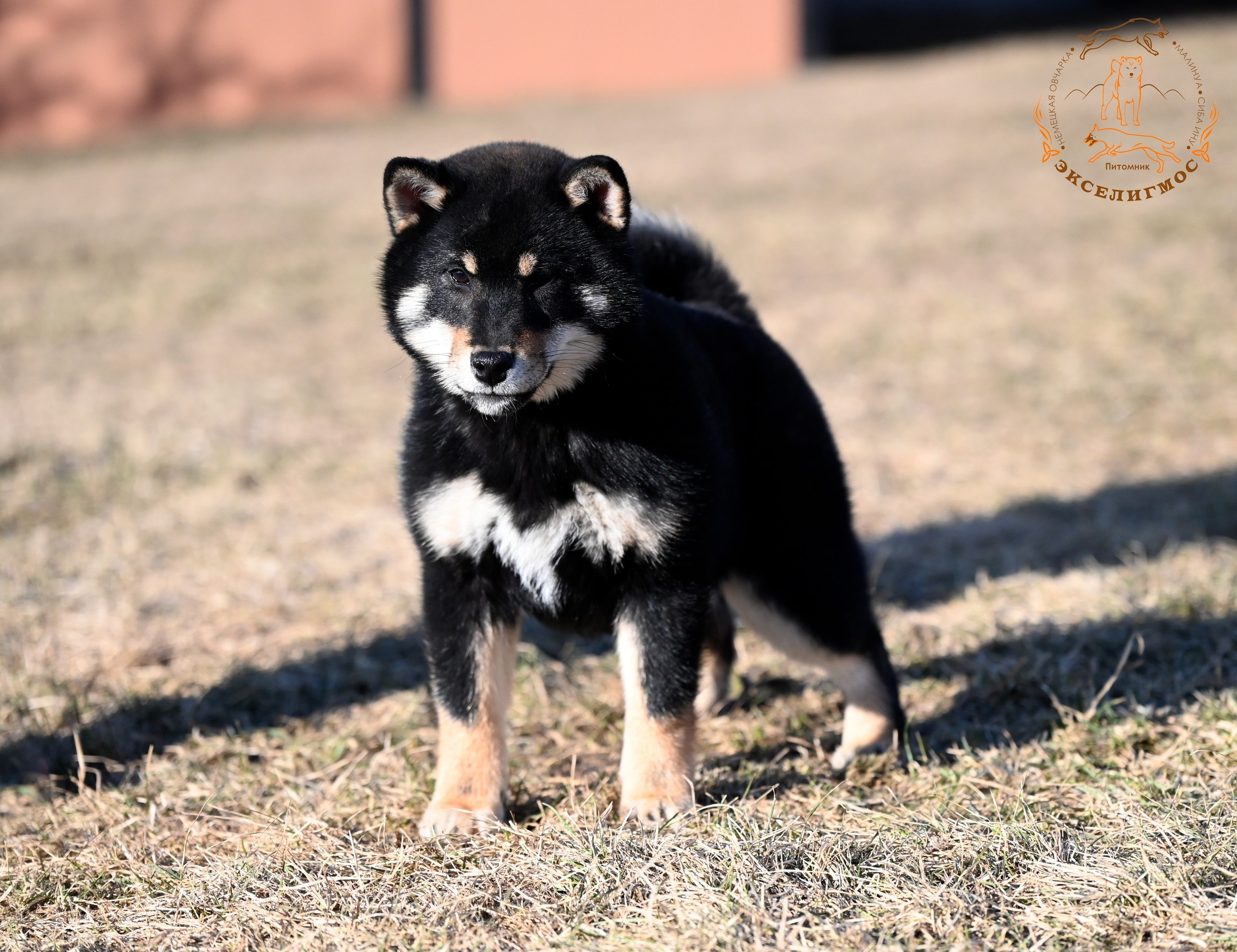Тáту * Exceligmos Tatsu. Американская акита I Сиба ину I Питомник RUBYLIGHT