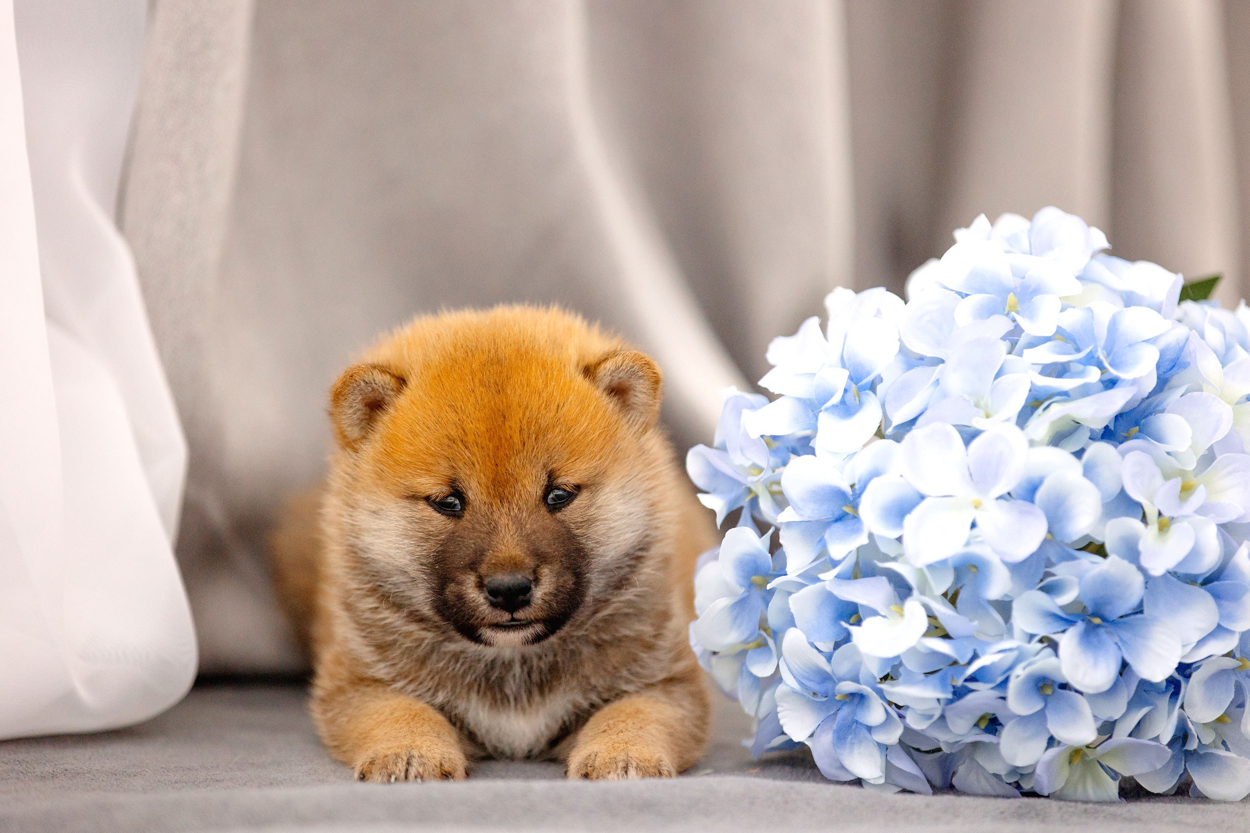 Собаки. Конный фотограф Валынкина Лера