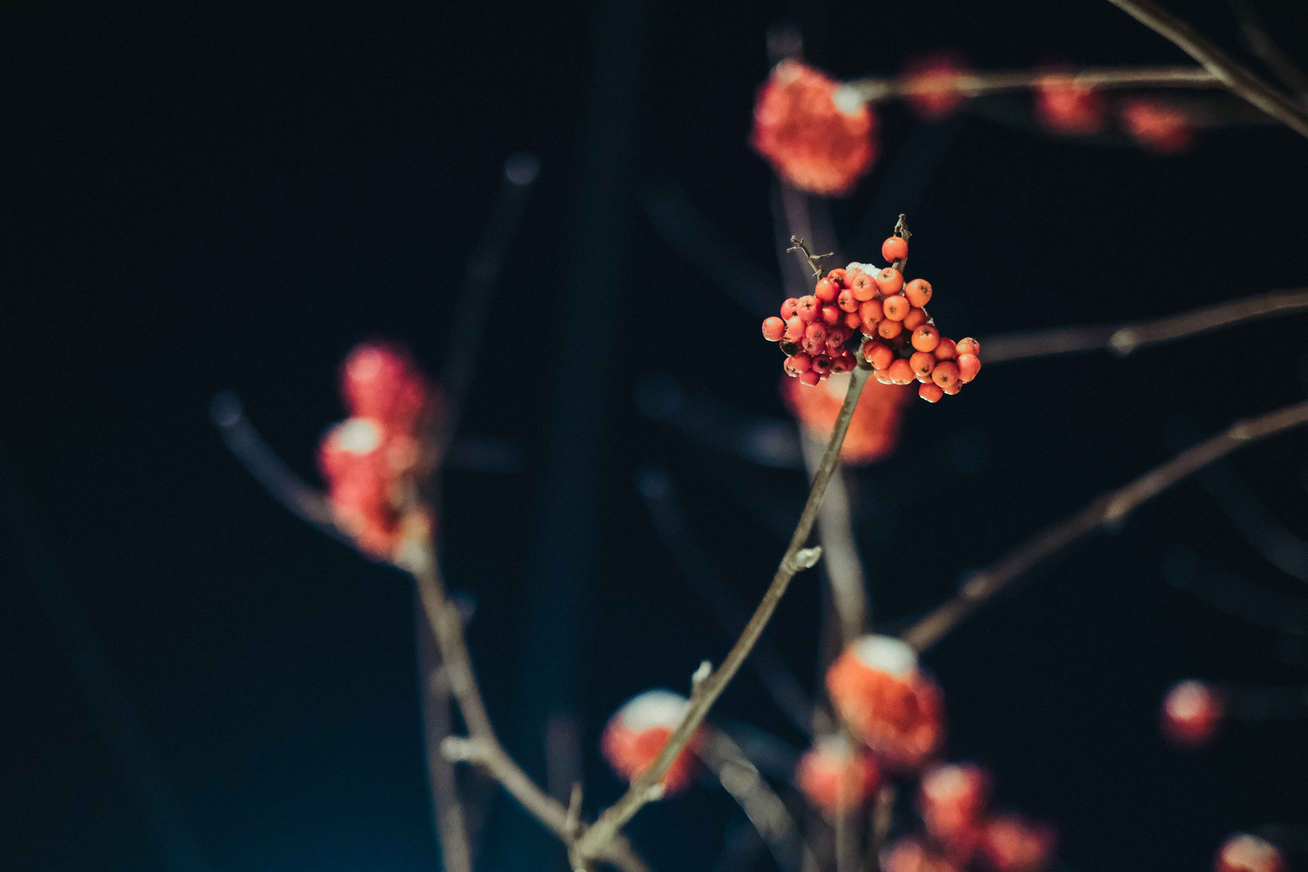 2021.12. Фотограф Алексей Алексеев