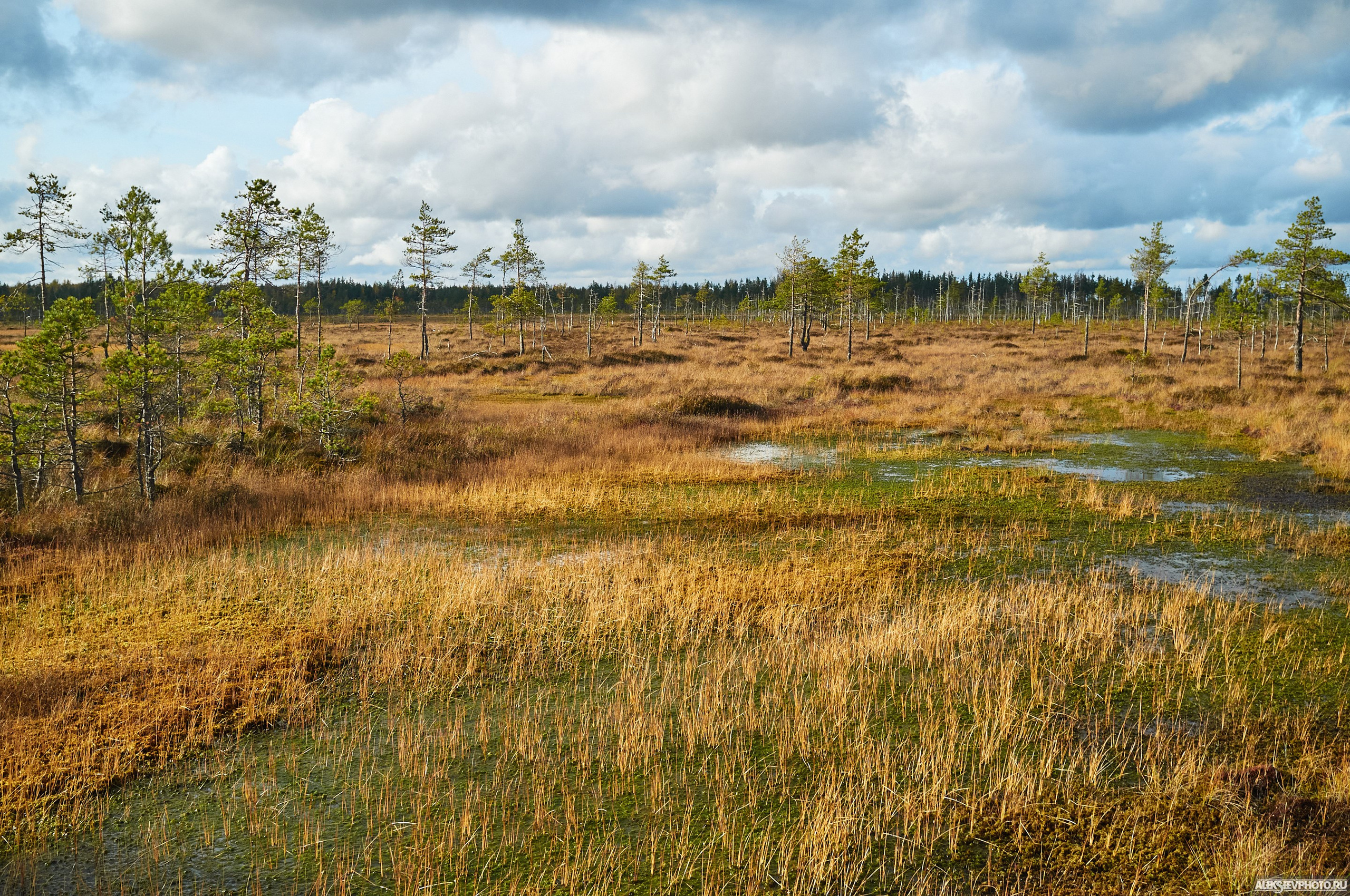 2020.10.10 — Финал Кубка ДОСААФ — спецучастки 1го дня. Фотограф Алексей Алексеев