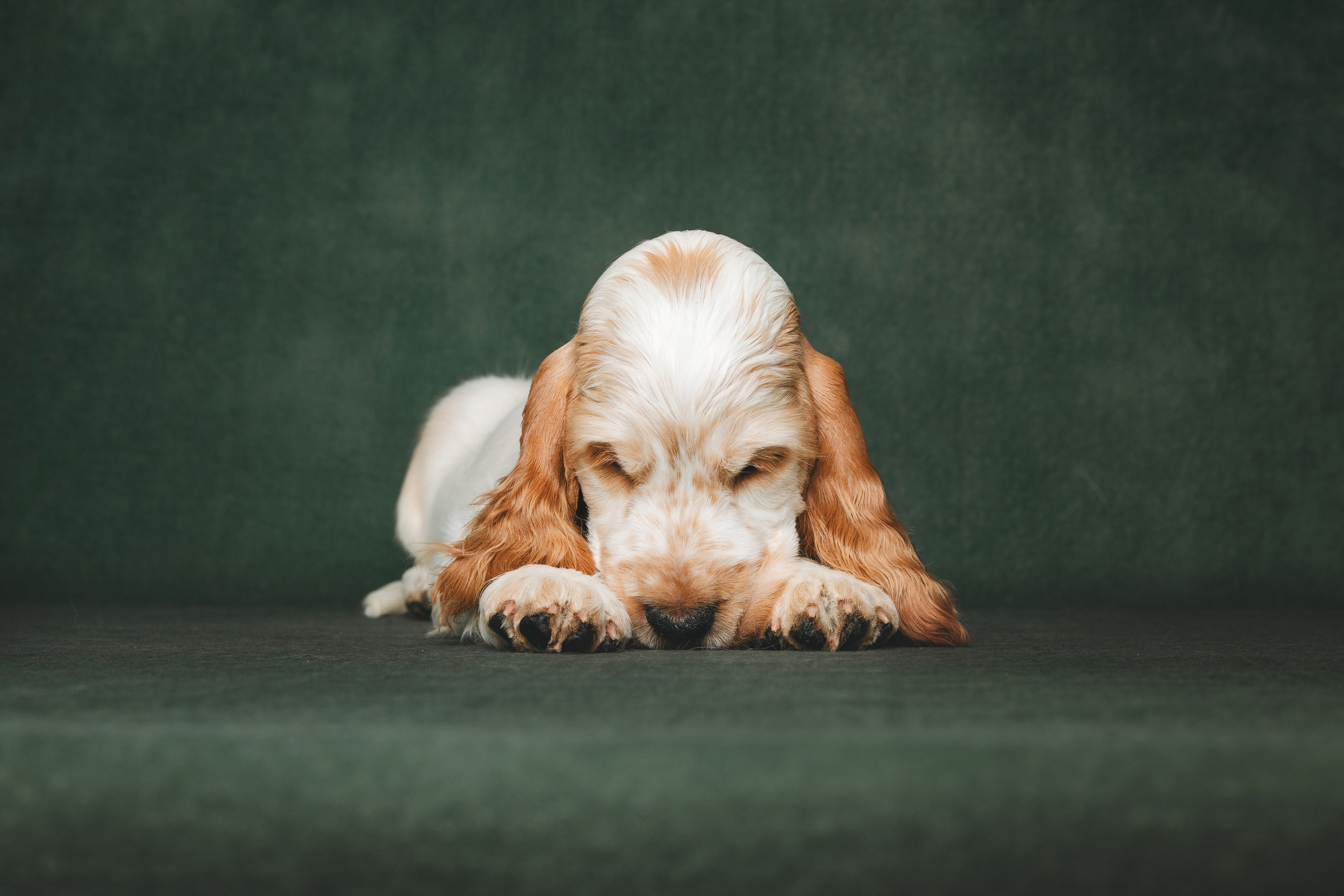Английские коккер-спаниели. Фотограф анималист Осипчикова Мария