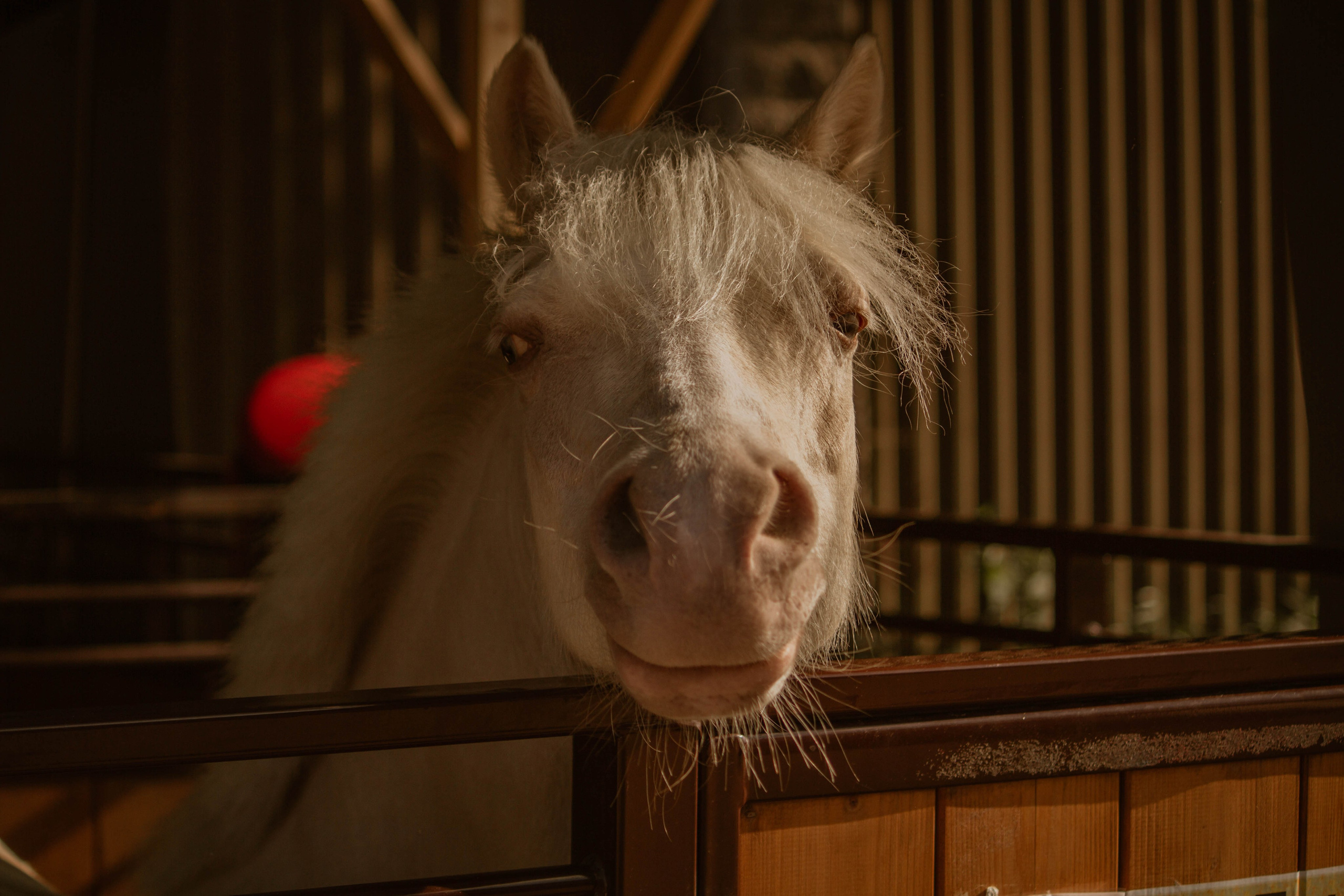 ИППОСФЕРА — Международная конная выставка. Создадим шедевр? Виталина и её фотоискусство