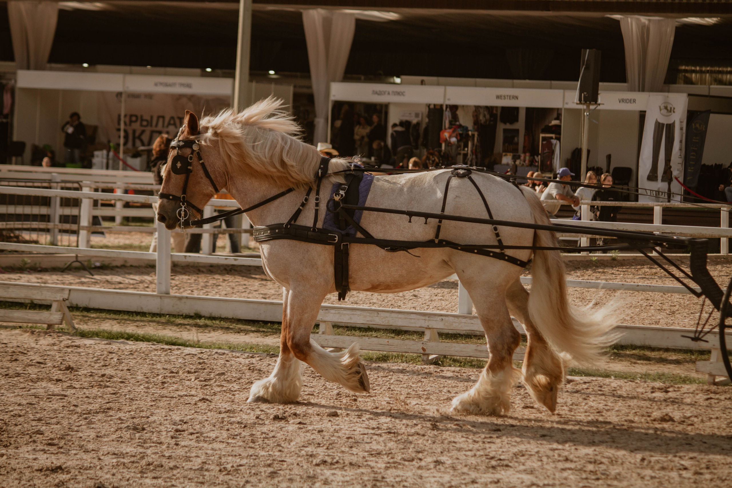 ИППОСФЕРА — Международная конная выставка. Создадим шедевр? Виталина и её фотоискусство