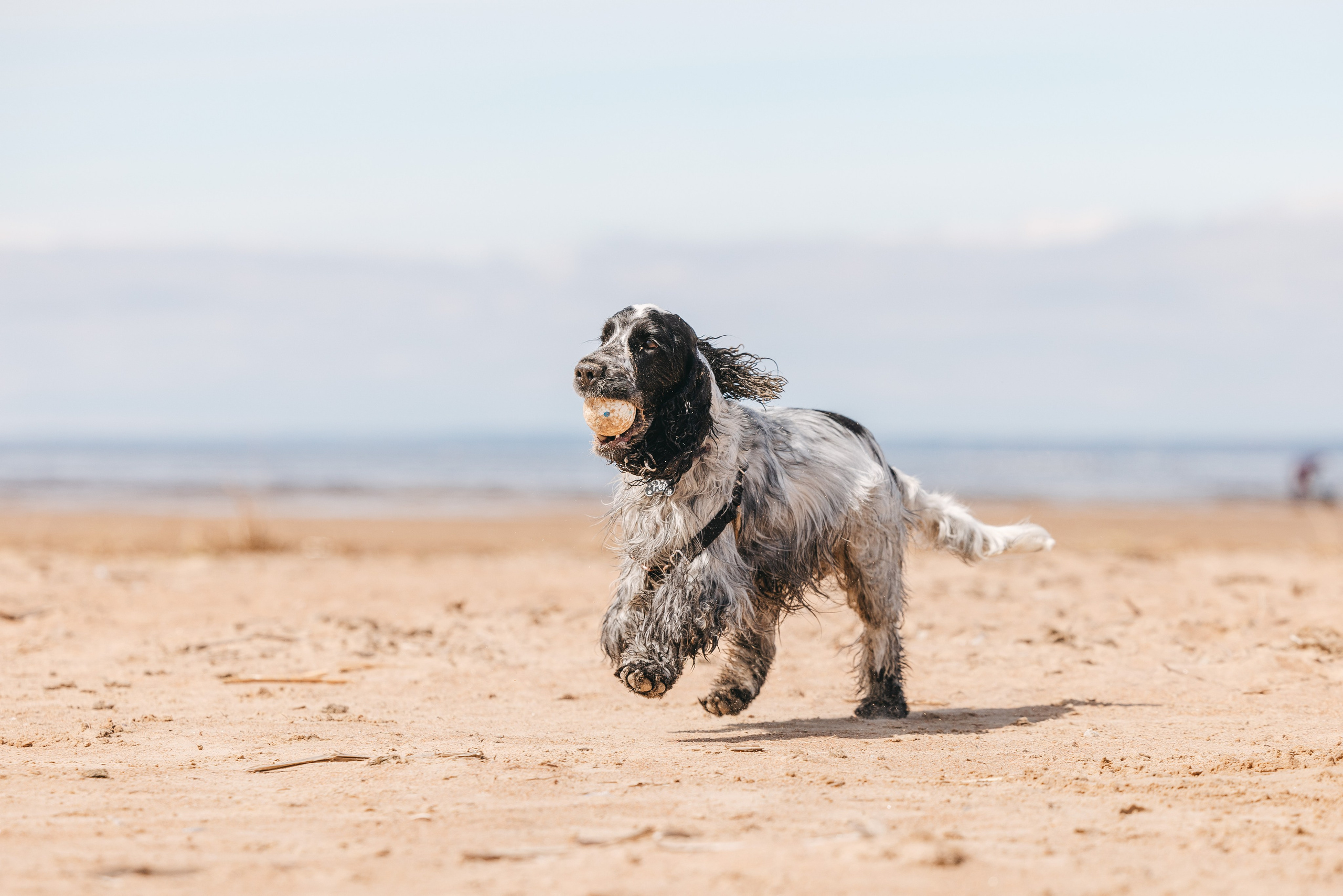 Спанимания. Фотограф анималист Осипчикова Мария