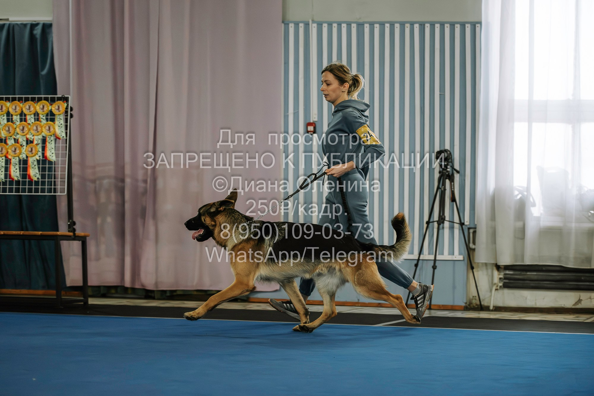 Выставка собак Красноярск 29.10.2023. Фотограф Диана Оленина Красноярск / Братск