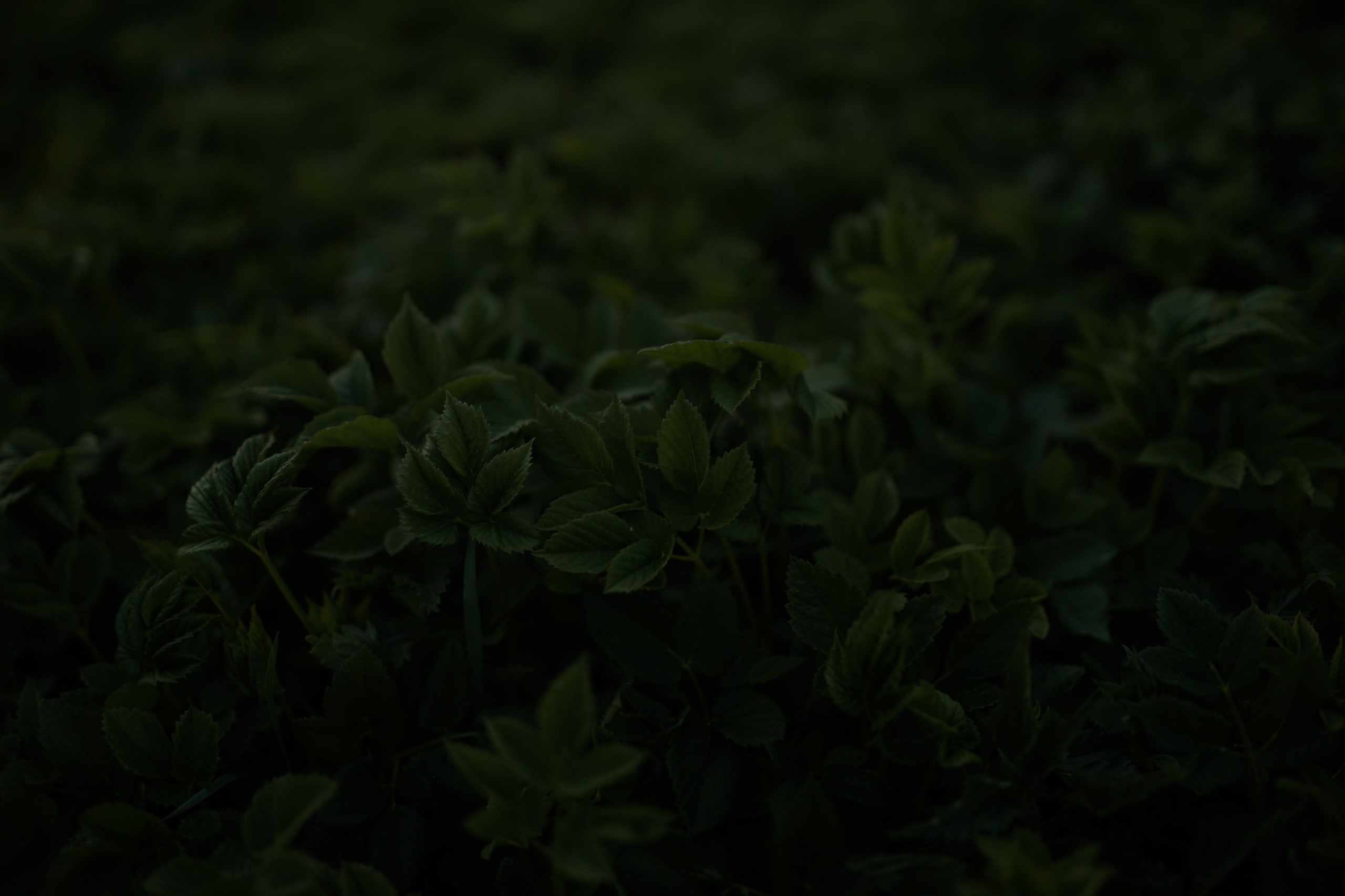 Первый рассвет