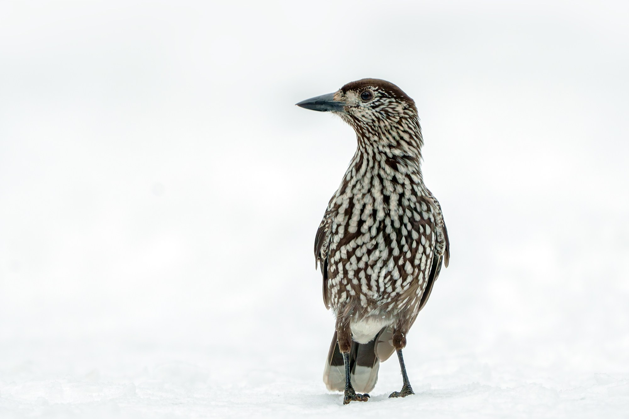 Удивительные мир птиц. Вокруг нас столько прекрасного — присмотритесь!. Ваш личный фотограф Марина Волкова
