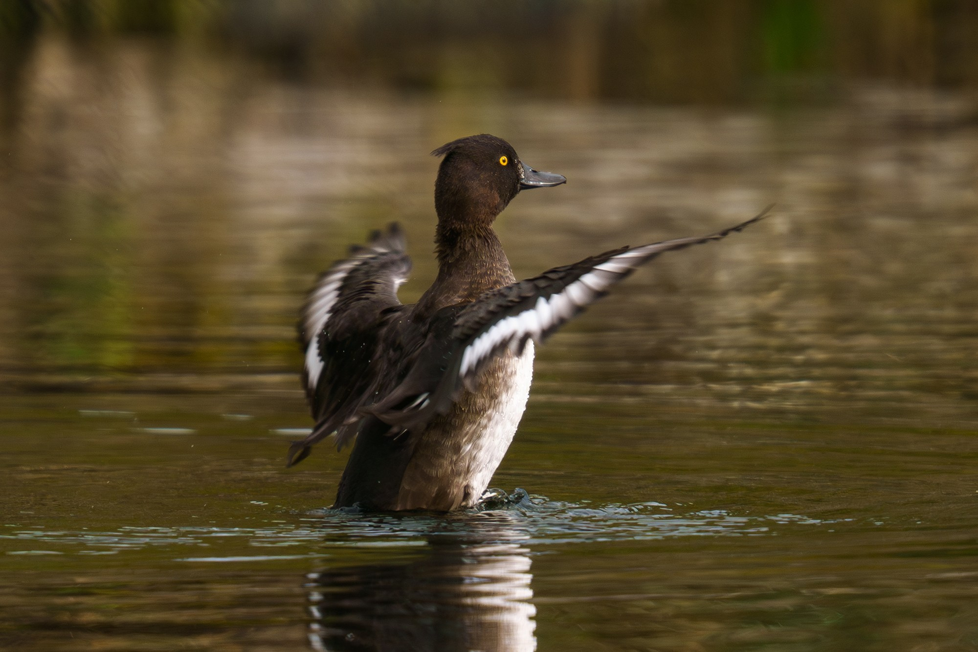 Удивительные мир птиц. Вокруг нас столько прекрасного — присмотритесь!. Ваш личный фотограф Марина Волкова
